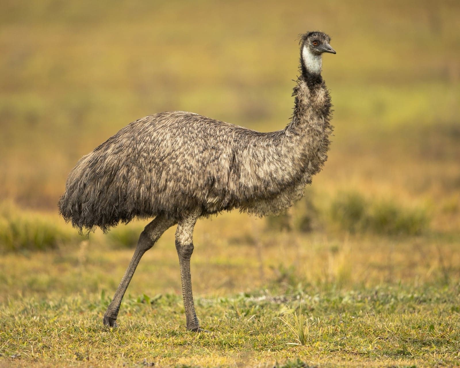 A tall, feathery emu walking across grassland