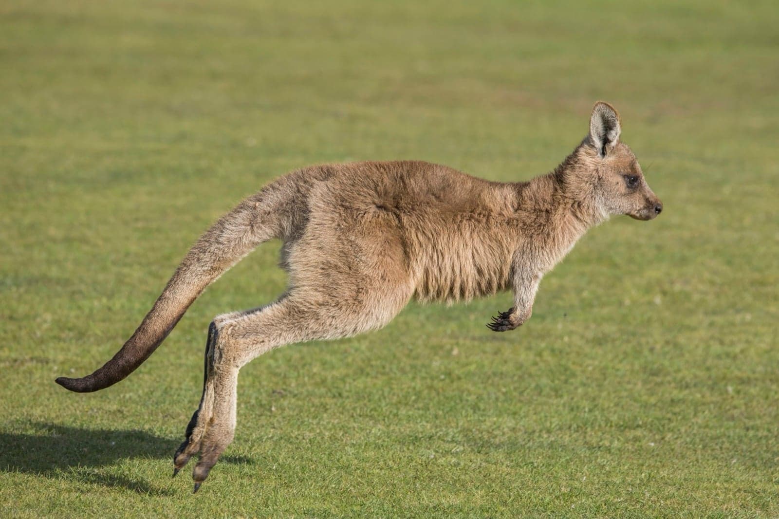 A kangaroo mid-hop on green grass