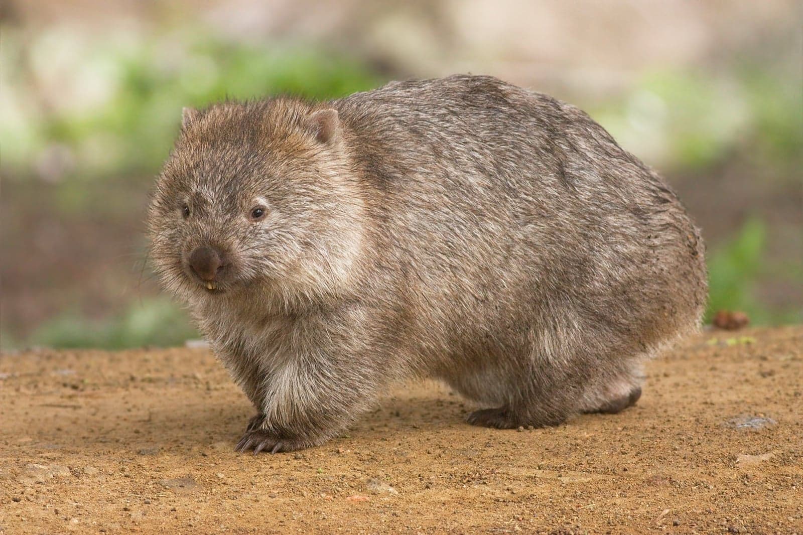 A wombat standing on red soil