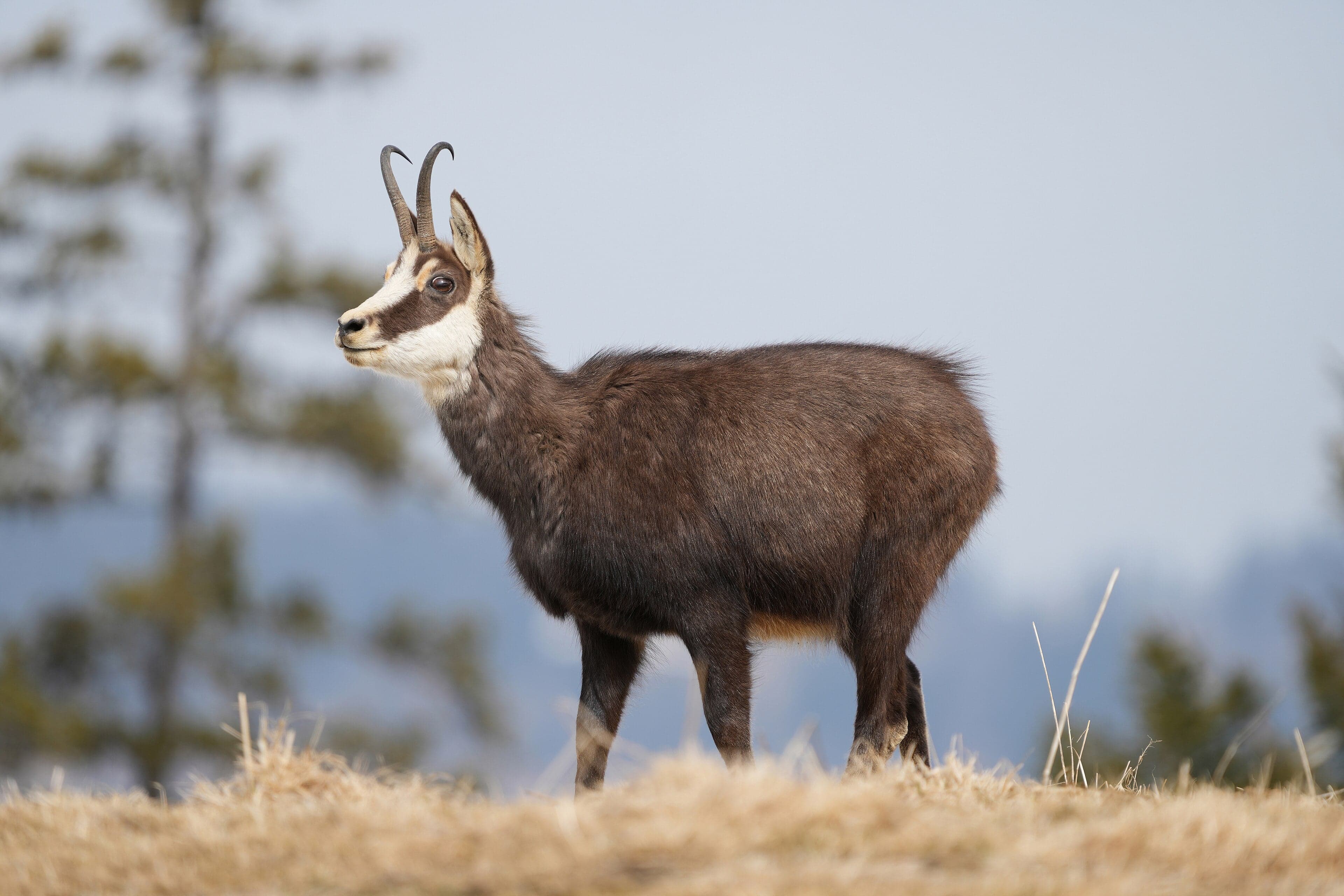 A chamois standing on a rocky mountain ridge with curved back horns silhouetted against the sky