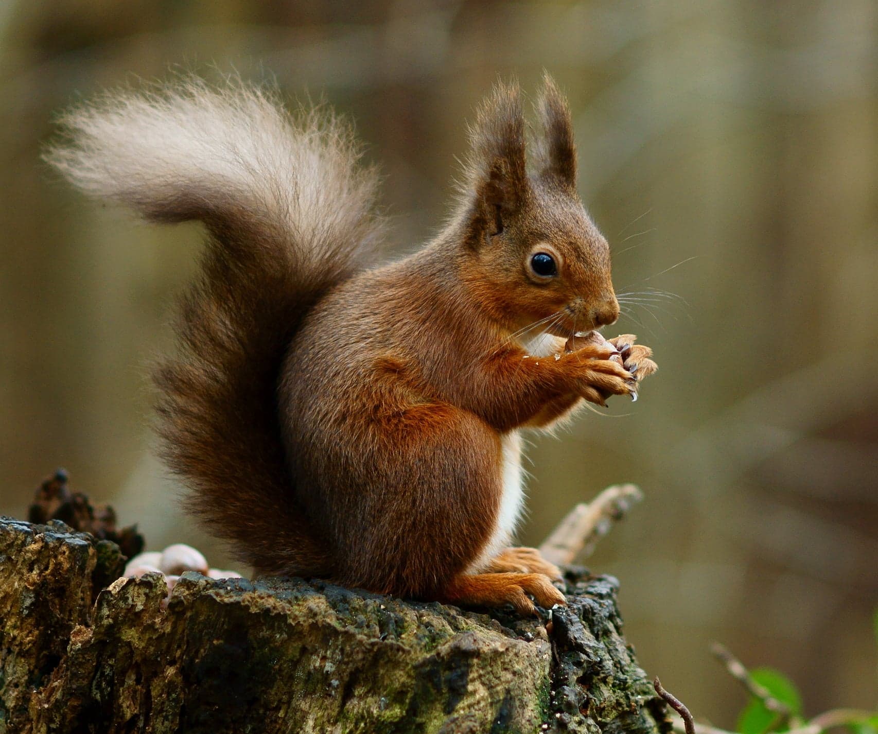 A bright red squirrel perched on a branch holding a hazelnut