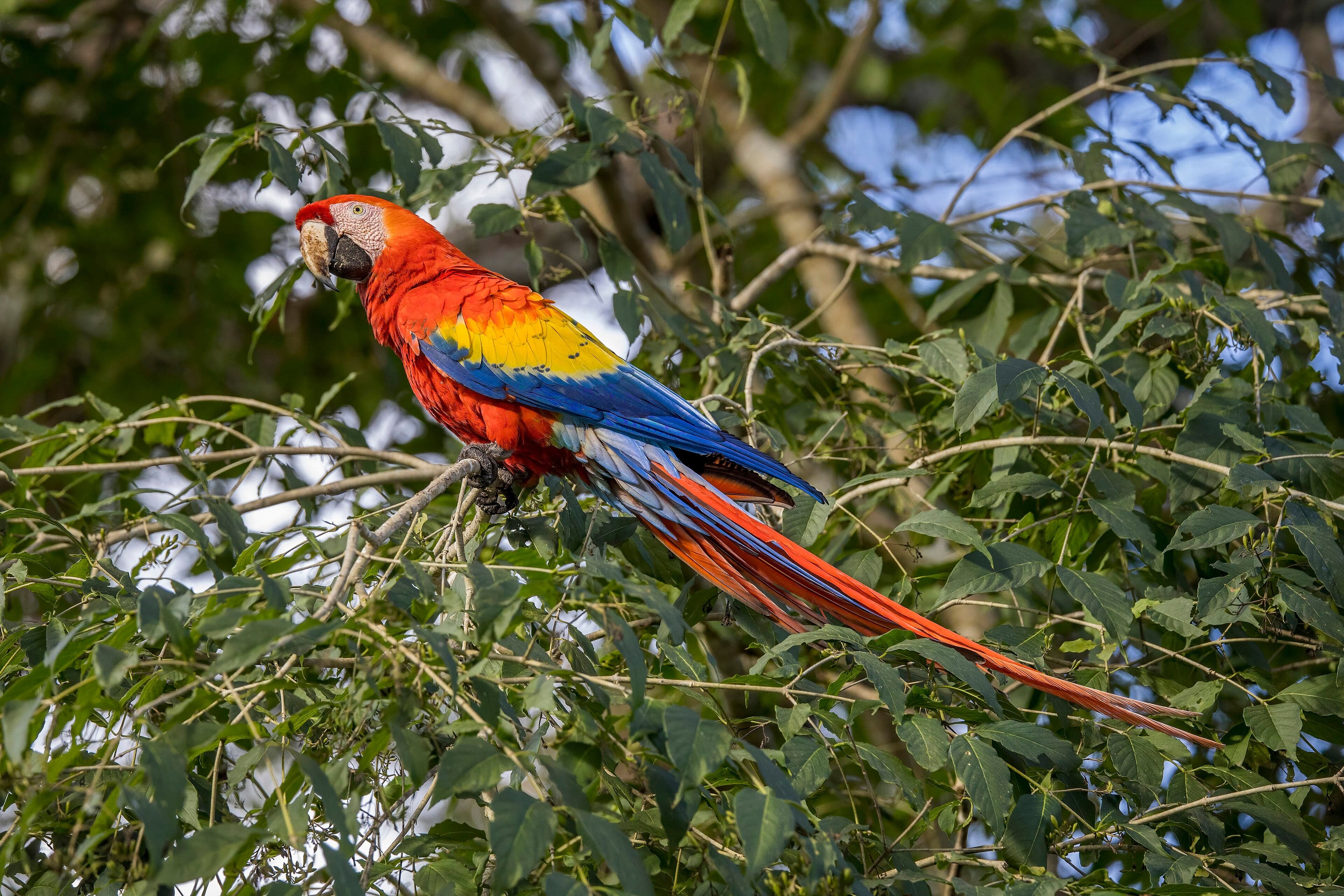 A scarlet macaw with vivid red, yellow and blue feathers perched in a tree