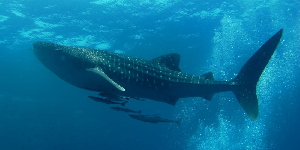 An enormous spotted whale shark gliding through clear blue water with tiny fish alongside