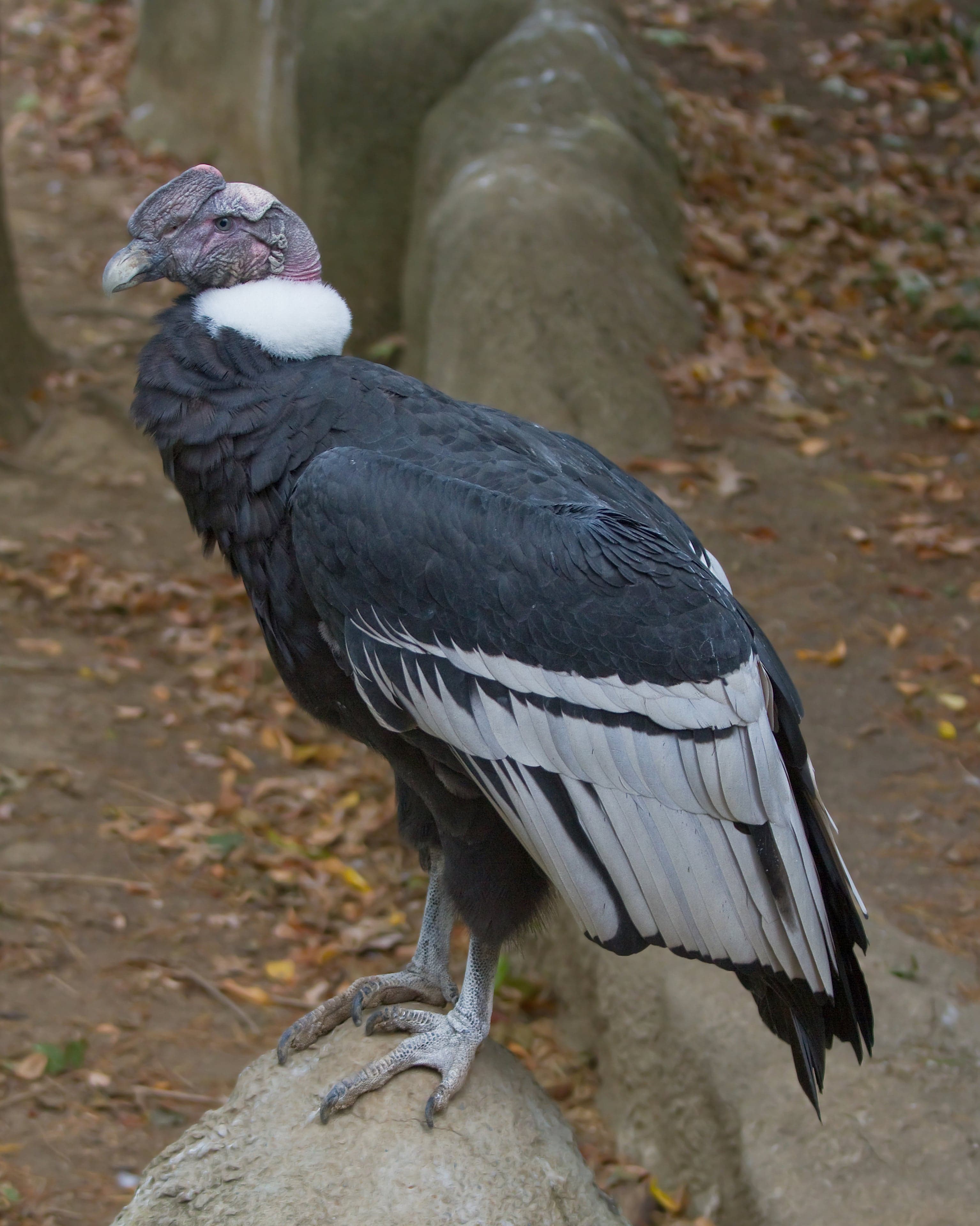 An Andean condor with wings fully spread soaring above mountain peaks