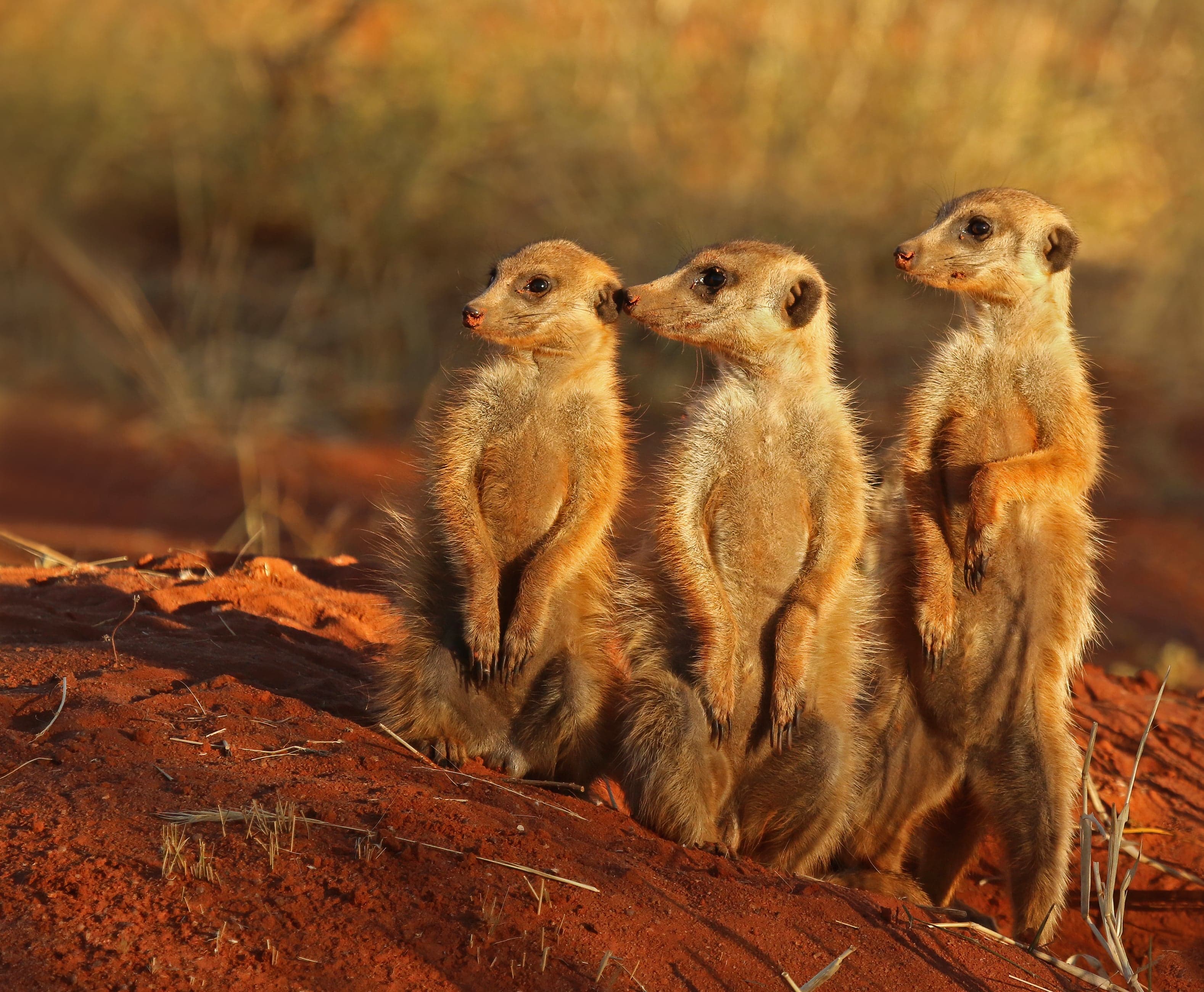 Three meerkats standing upright on a termite mound, scanning the horizon in the Kalahari