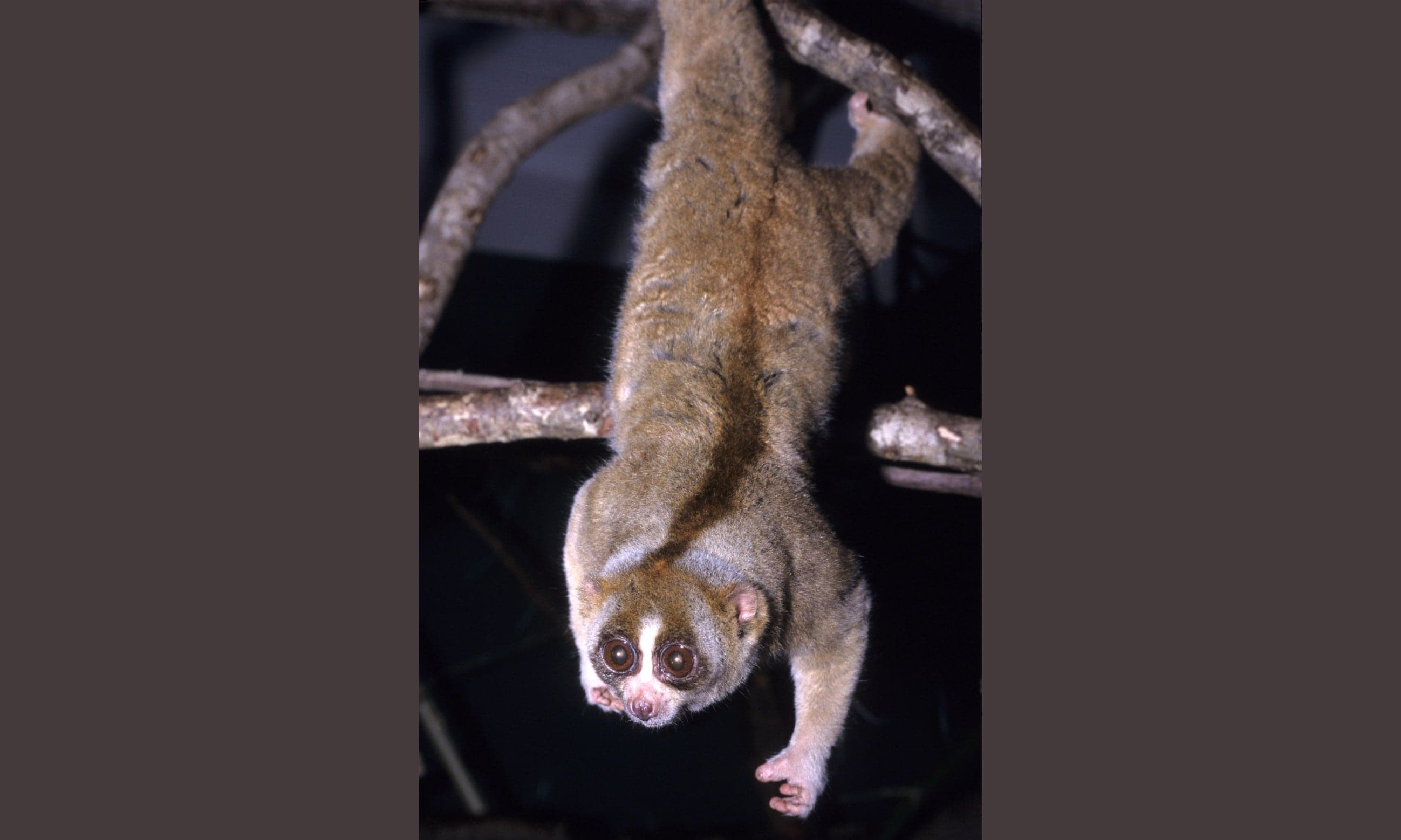 A slow loris with huge round eyes clinging to a branch at night