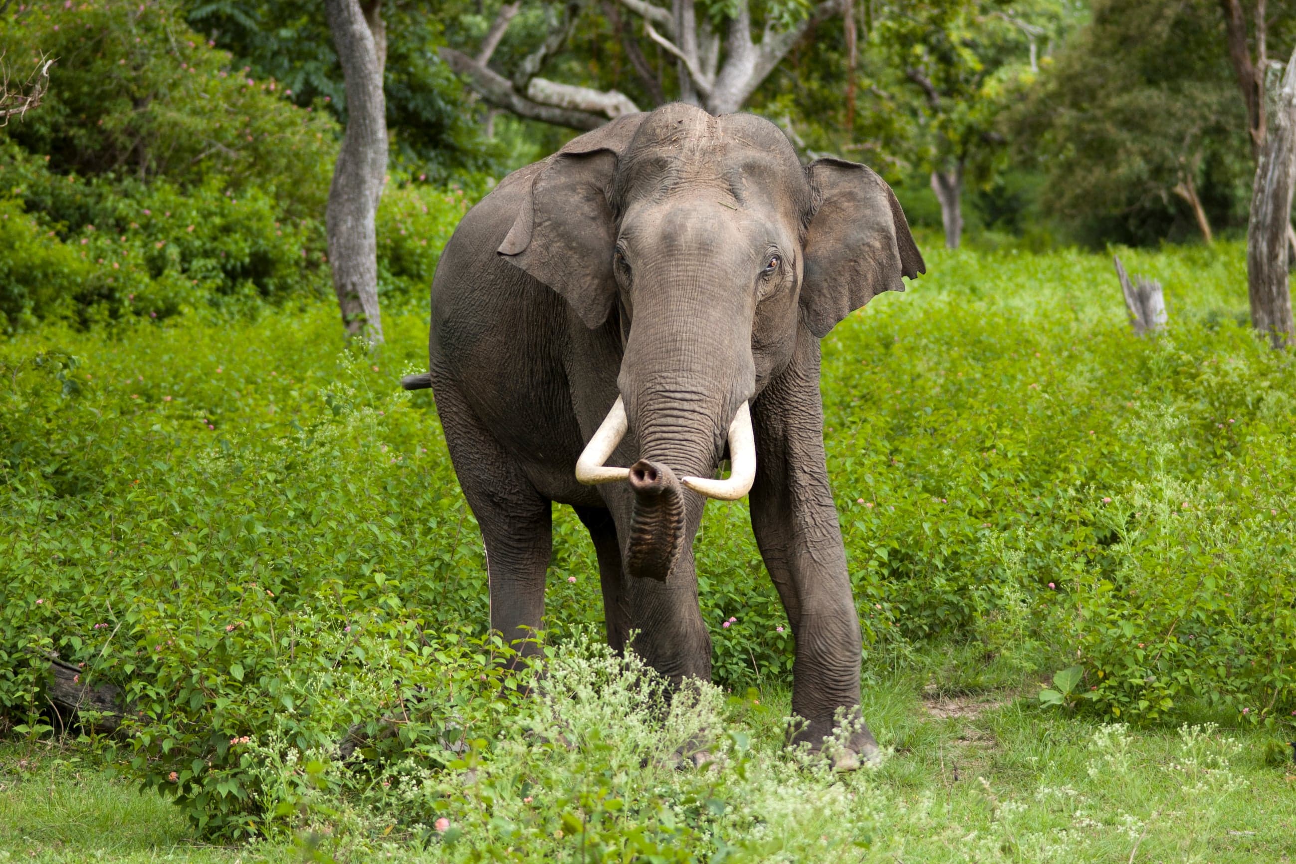 An Asian elephant walking through green forest