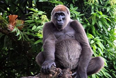 A Cross River gorilla in a forested hillside in Cameroon