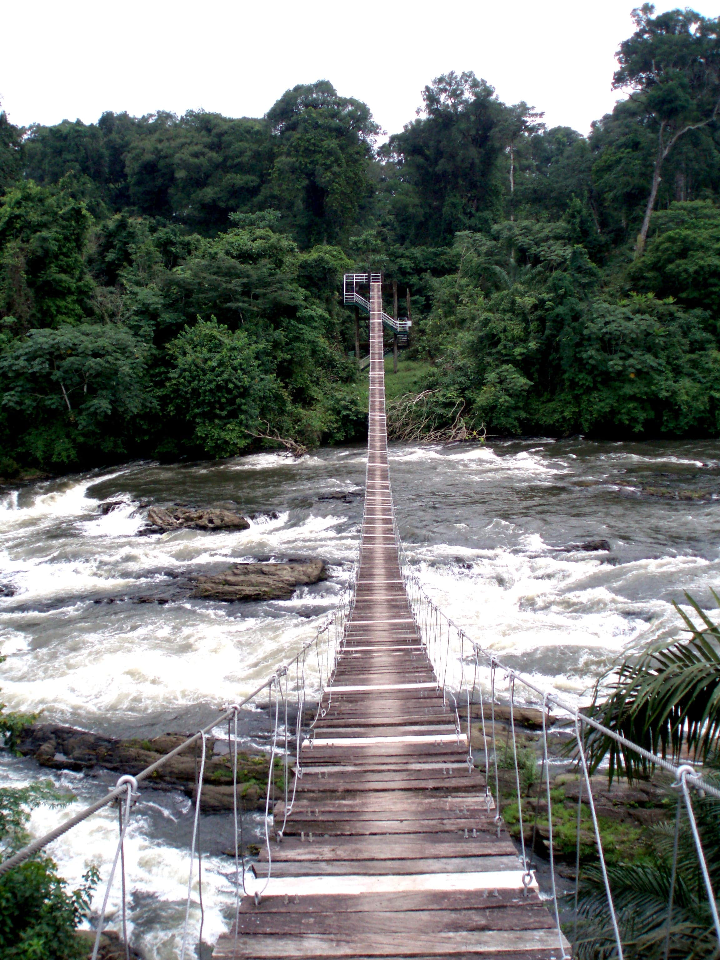 Thick green rainforest canopy in Korup National Park, Cameroon