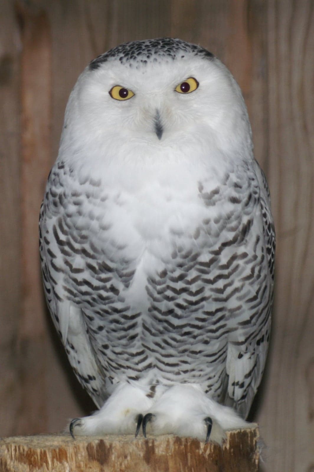 A white snowy owl with yellow eyes perched on a wooden post