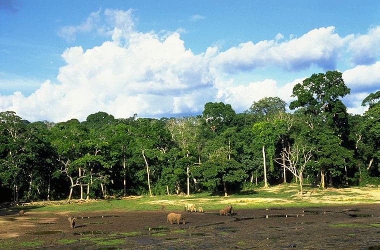 Dense green rainforest canopy in Dzanga-Sangha, Central African Republic
