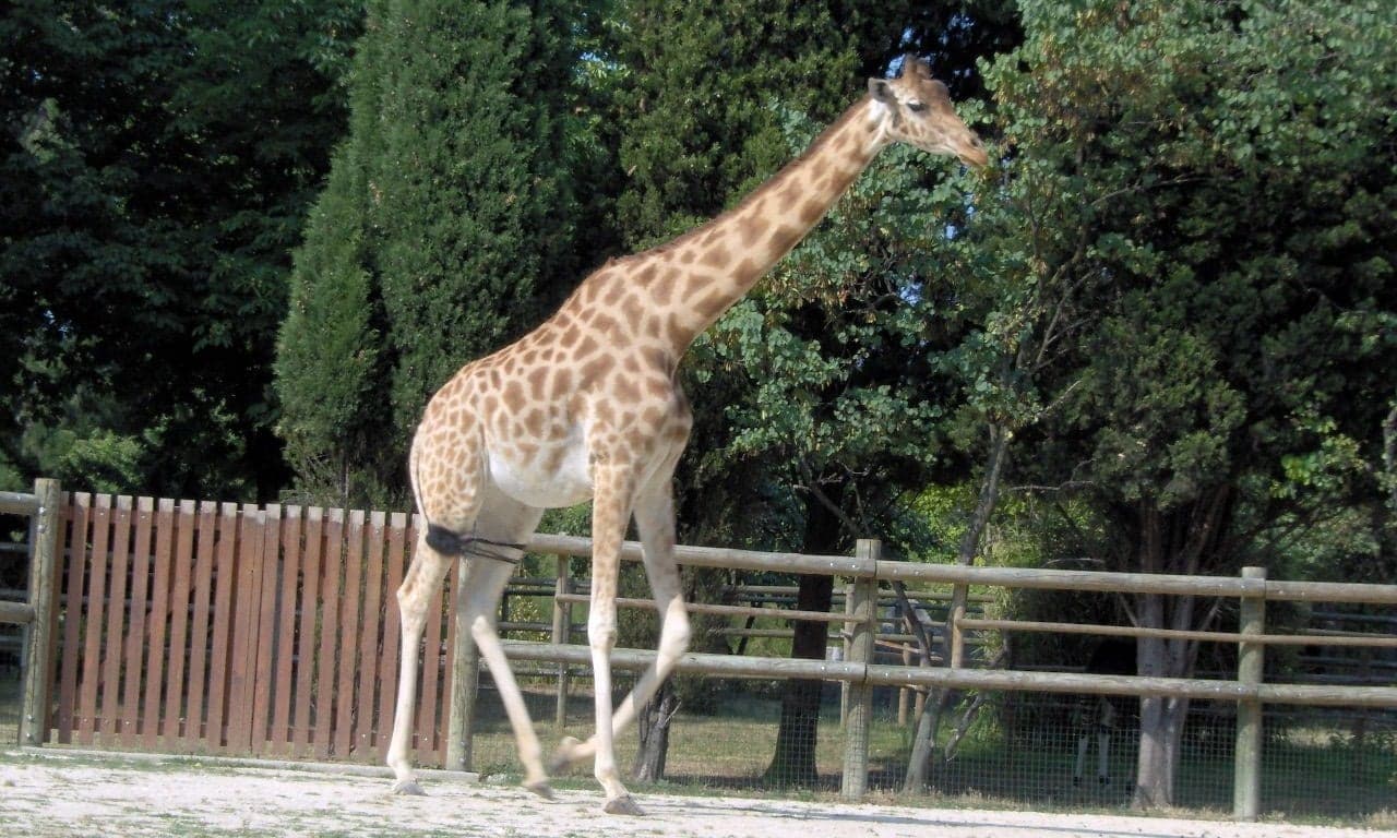 A tall Kordofan giraffe stretching its long neck to reach leaves from the top of an acacia tree