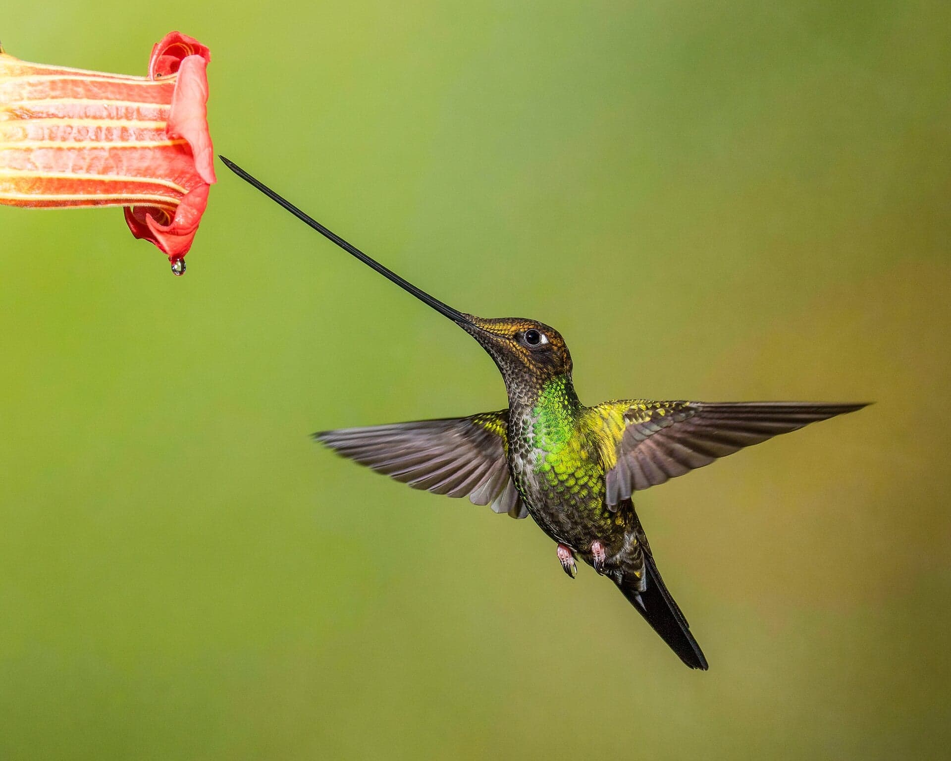 A bright green hummingbird hovering in front of a red flower in the Colombian Andes