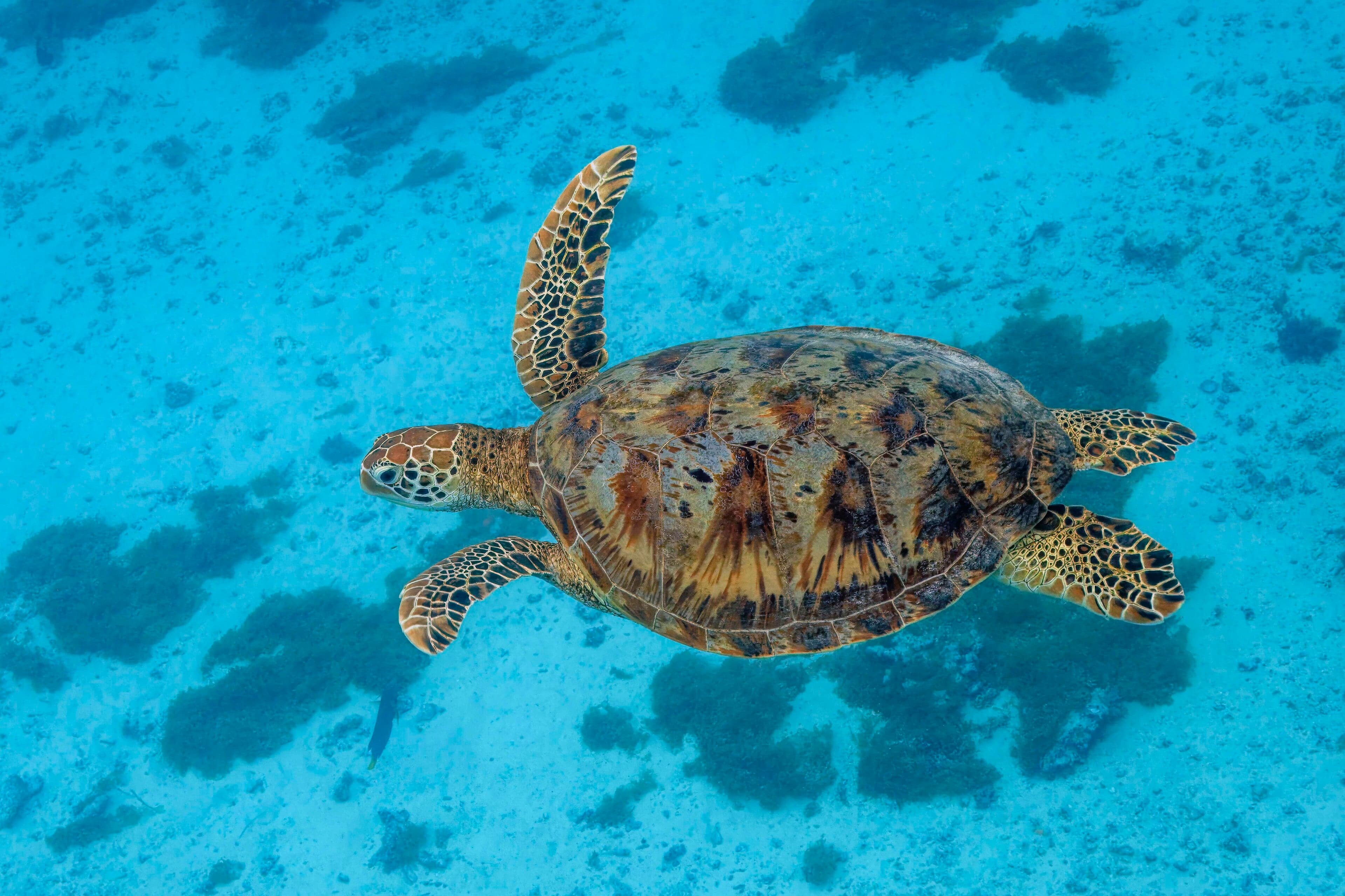 A green sea turtle gliding through the clear blue water above a coral reef near Comoros