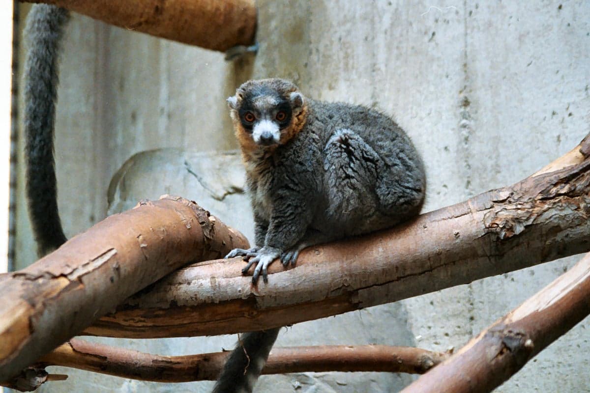 A mongoose lemur with bright orange eyes peering from the trees on Anjouan, Comoros