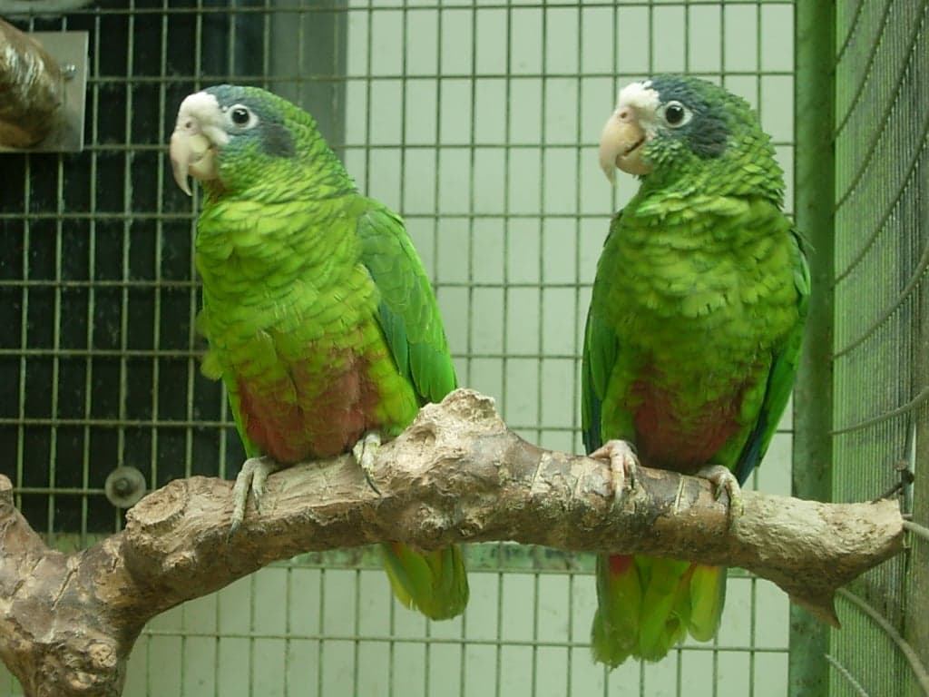 A bright green Hispaniolan parrot perched in a tropical tree with red and blue markings