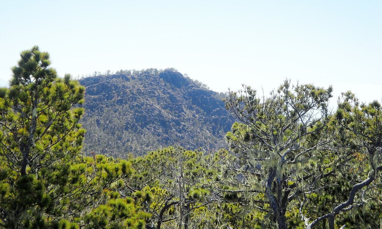 The rocky summit of Pico Duarte rising above pine forest and clouds