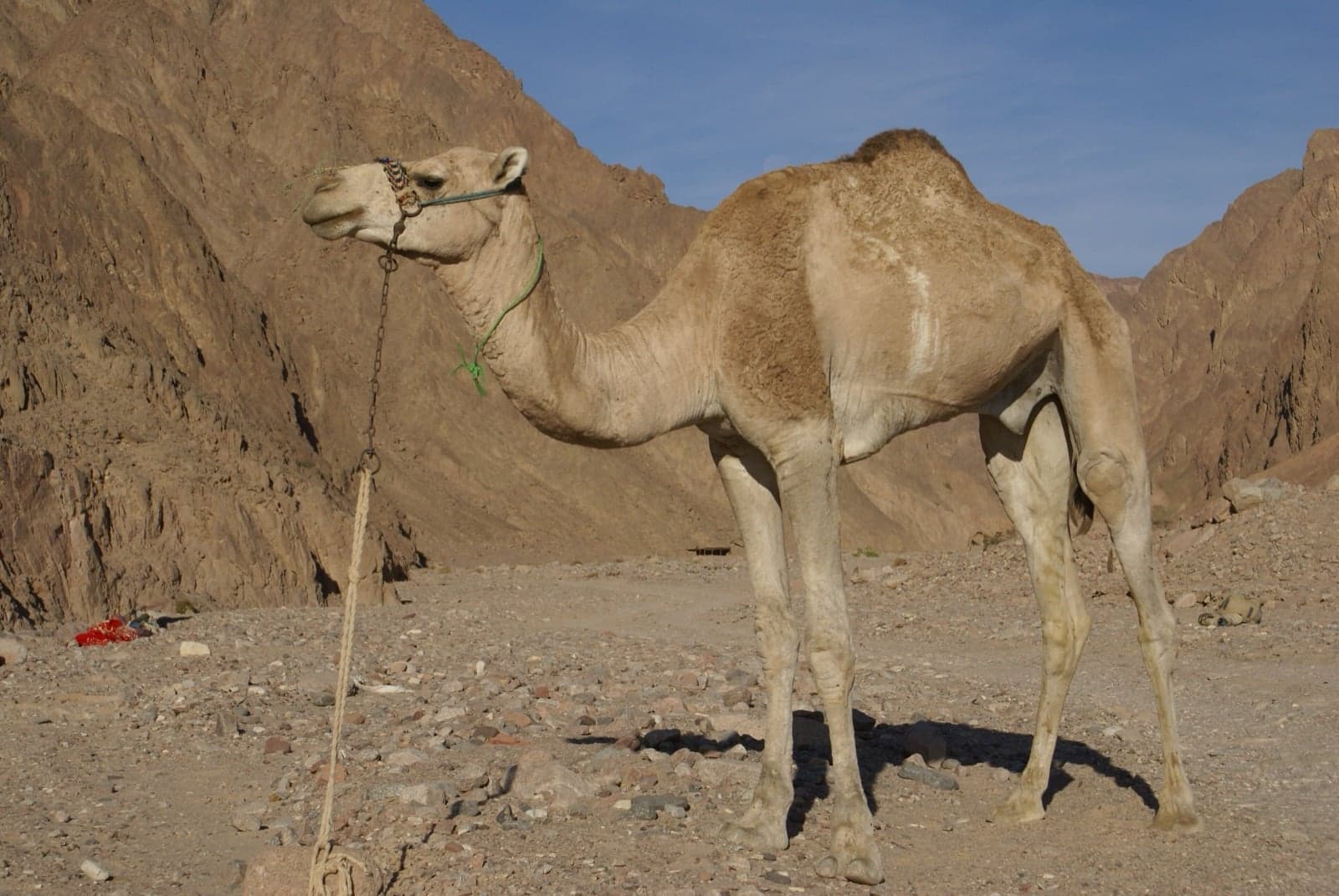 A dromedary camel standing in the Egyptian desert