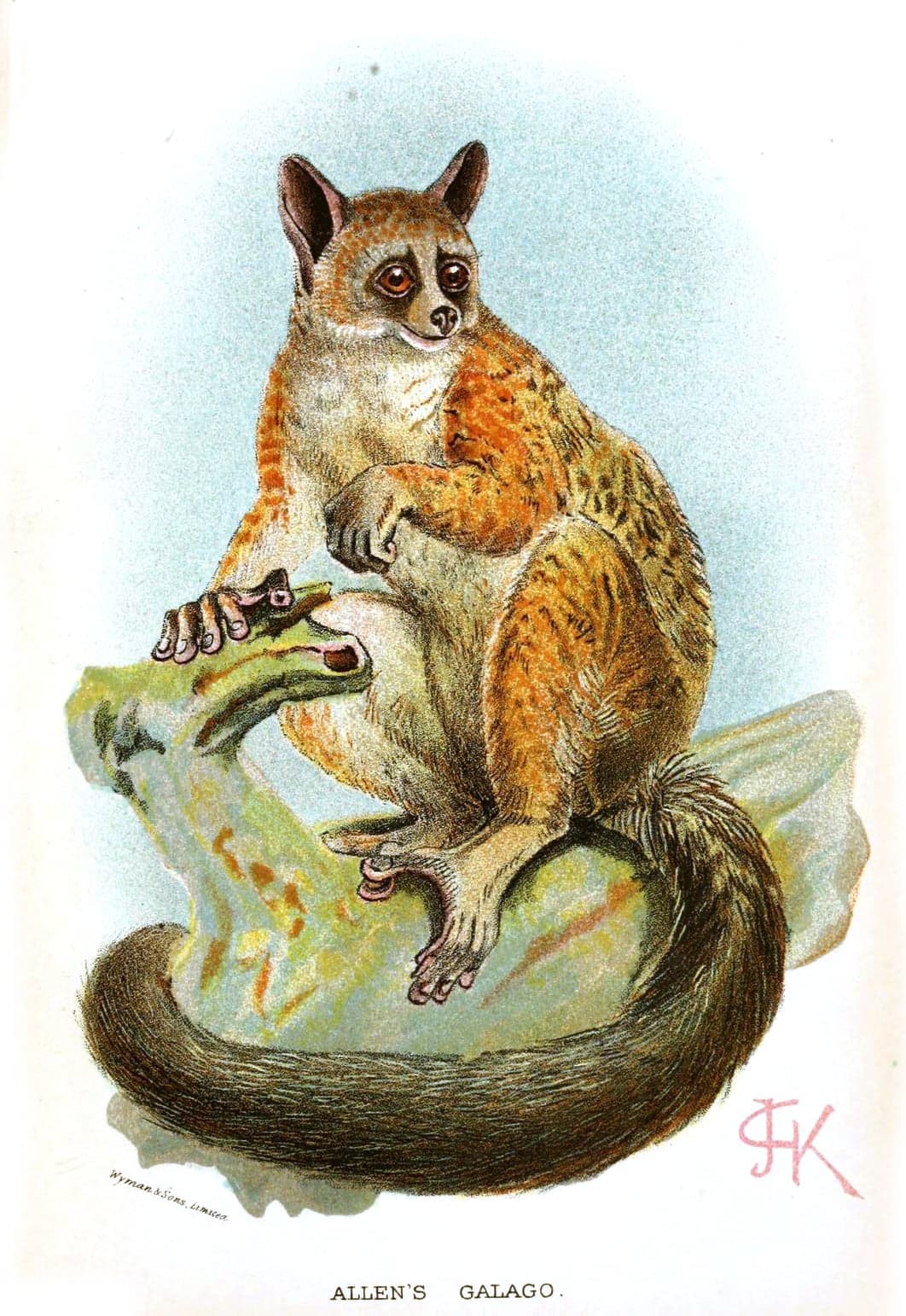 A Bioko greater bushbaby clinging to a branch at night with huge eyes gleaming