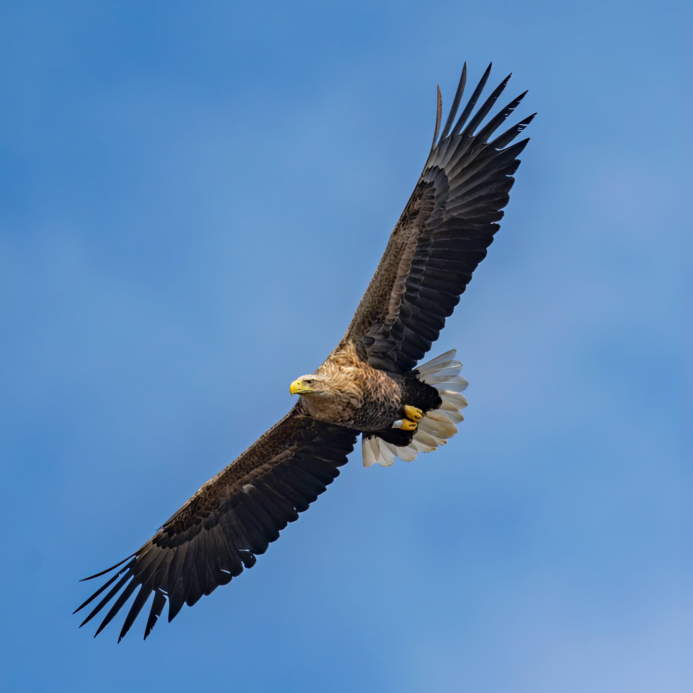 A white-tailed eagle flying low over a calm Estonian lake with wings spread wide