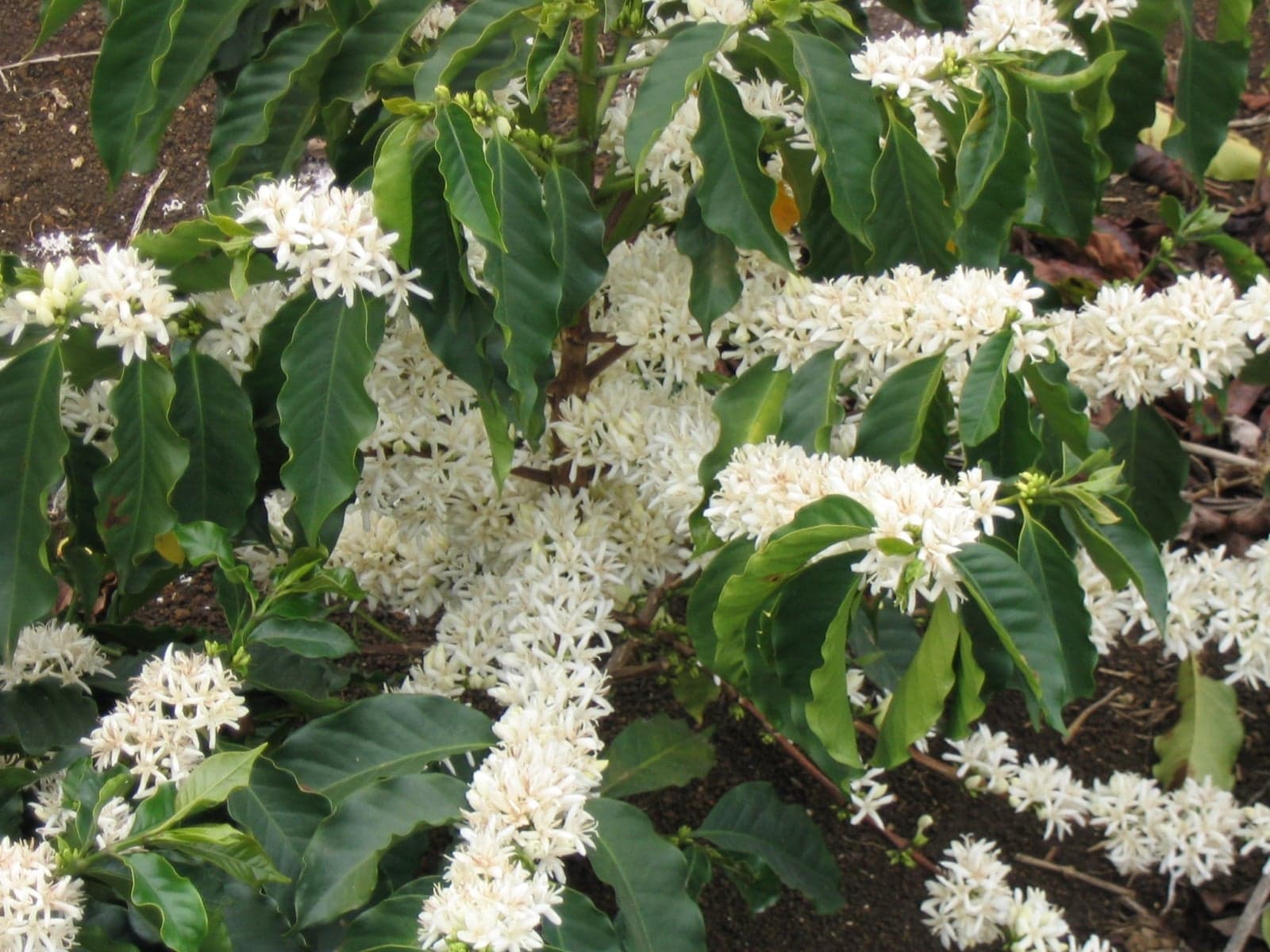 A coffee plant in bloom, covered in delicate white flowers