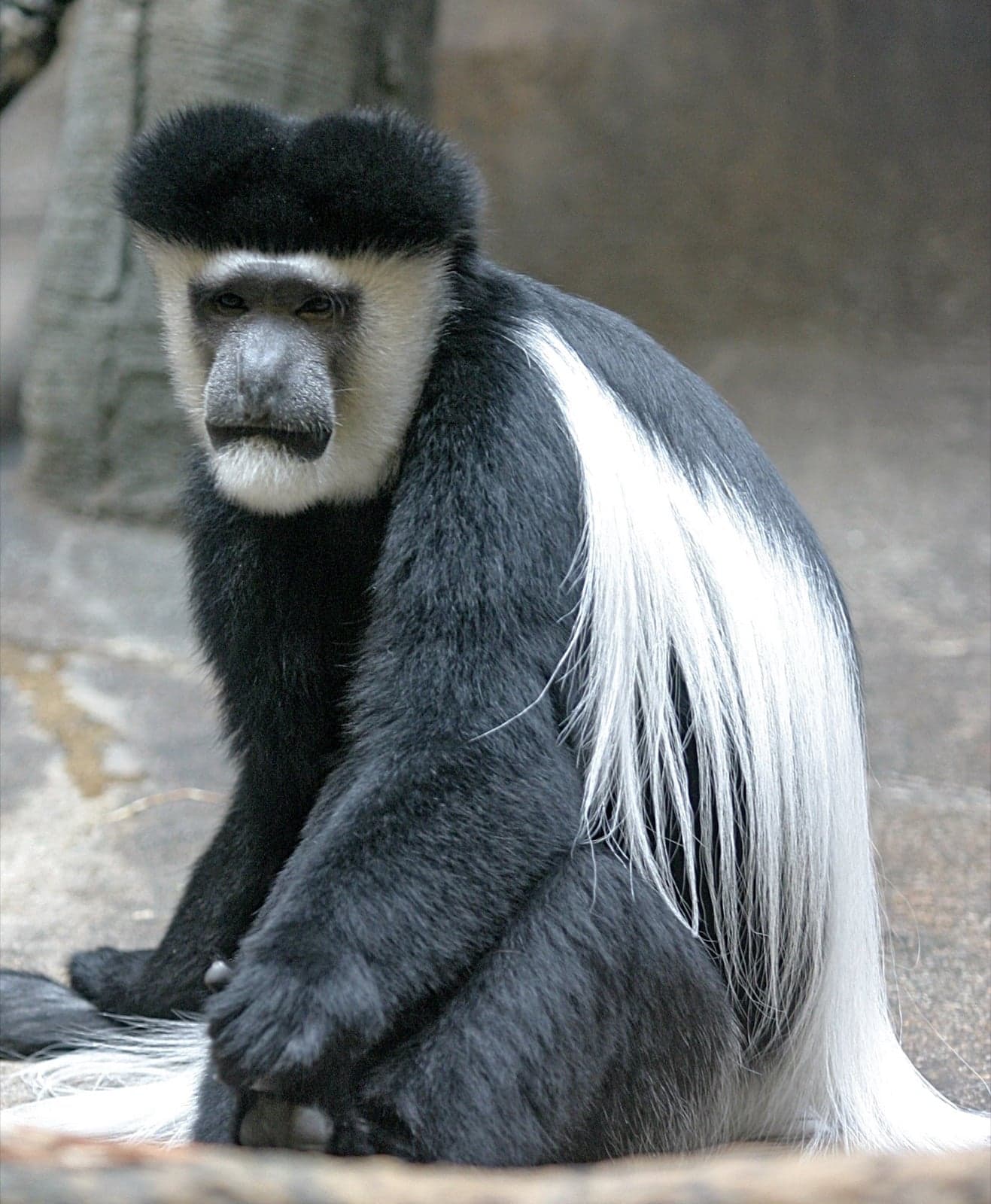 An Abyssinian black-and-white colobus monkey on a branch with its long white tail