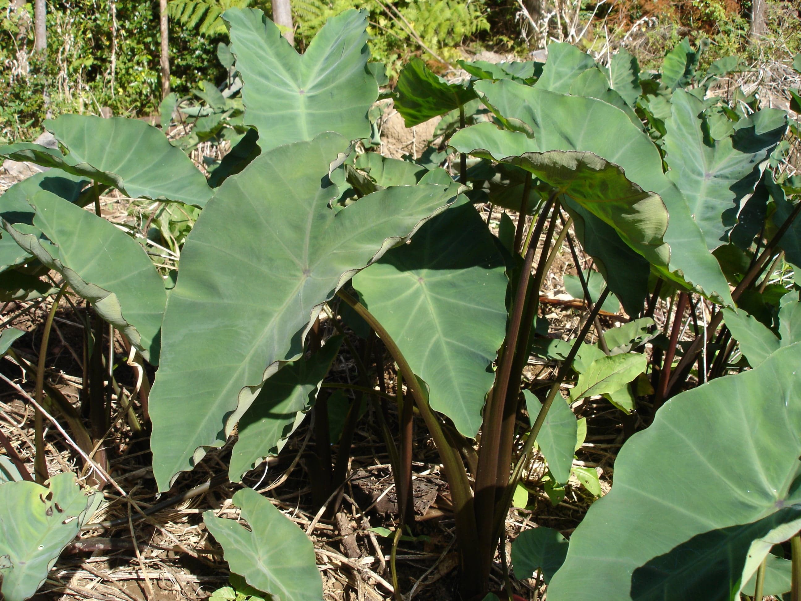 A parcel of palusami being unwrapped from leaves to reveal creamy taro filling