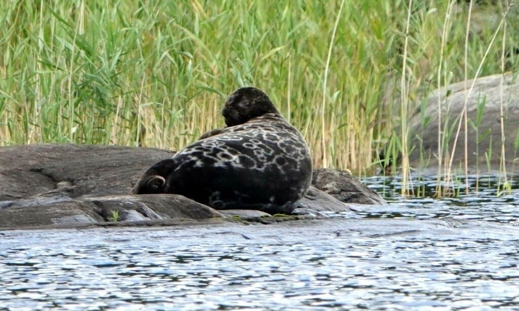 A Saimaa ringed seal with grey, ring-patterned fur resting on a rock at the edge of Lake Saimaa