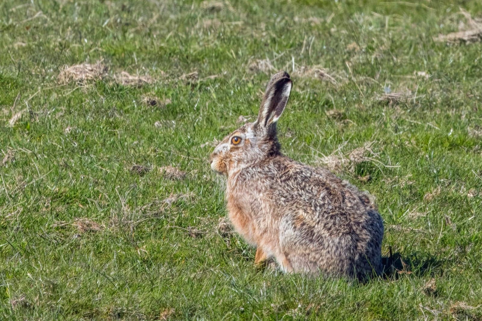 A European hare sitting alert in a grassy field