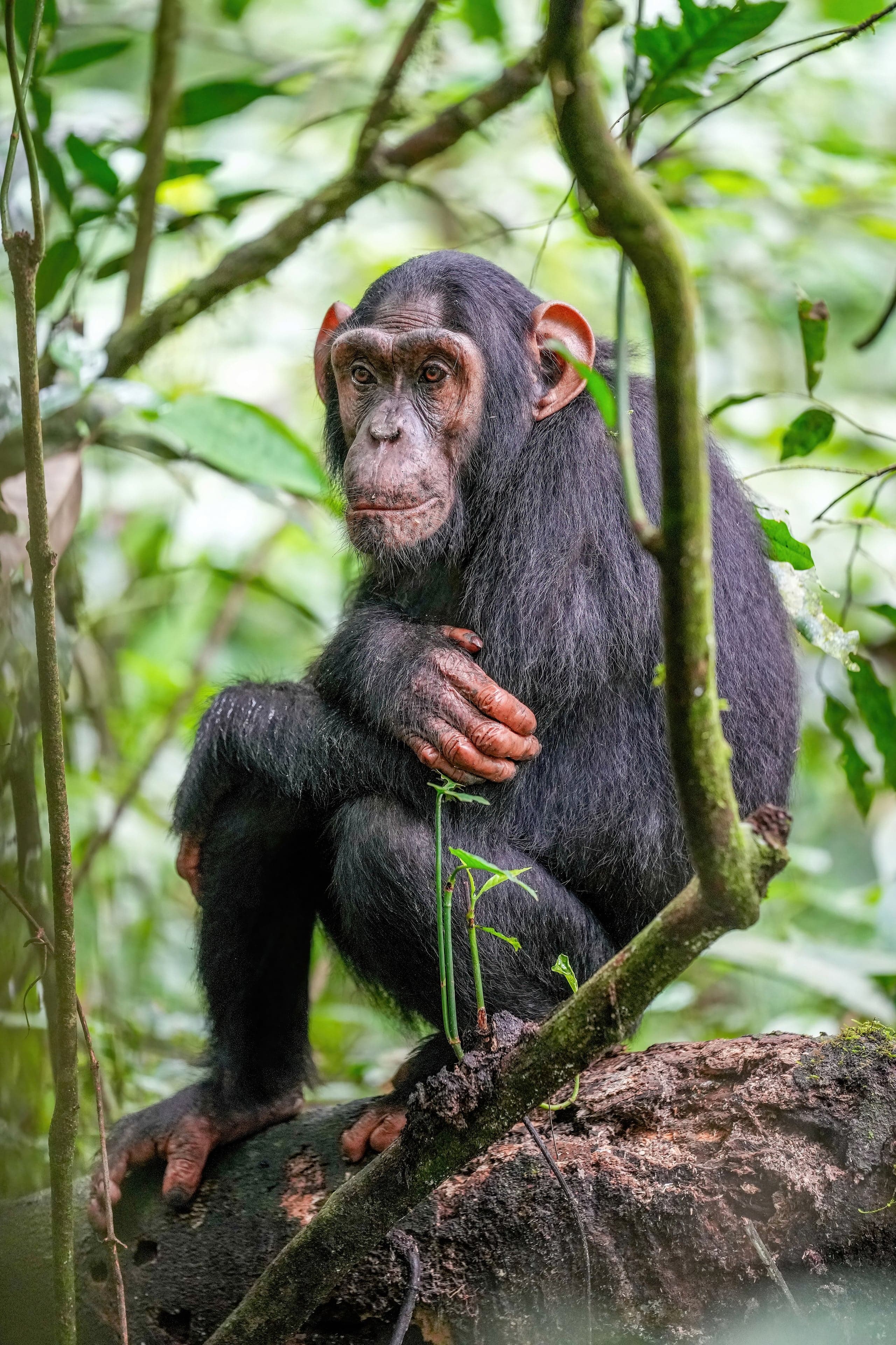 A chimpanzee sitting in a tree canopy, looking curious