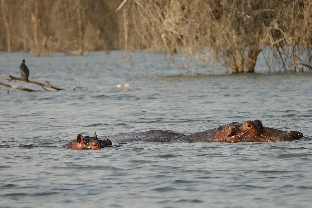 A hippopotamus resting at the edge of a mangrove estuary in the Bijagós islands