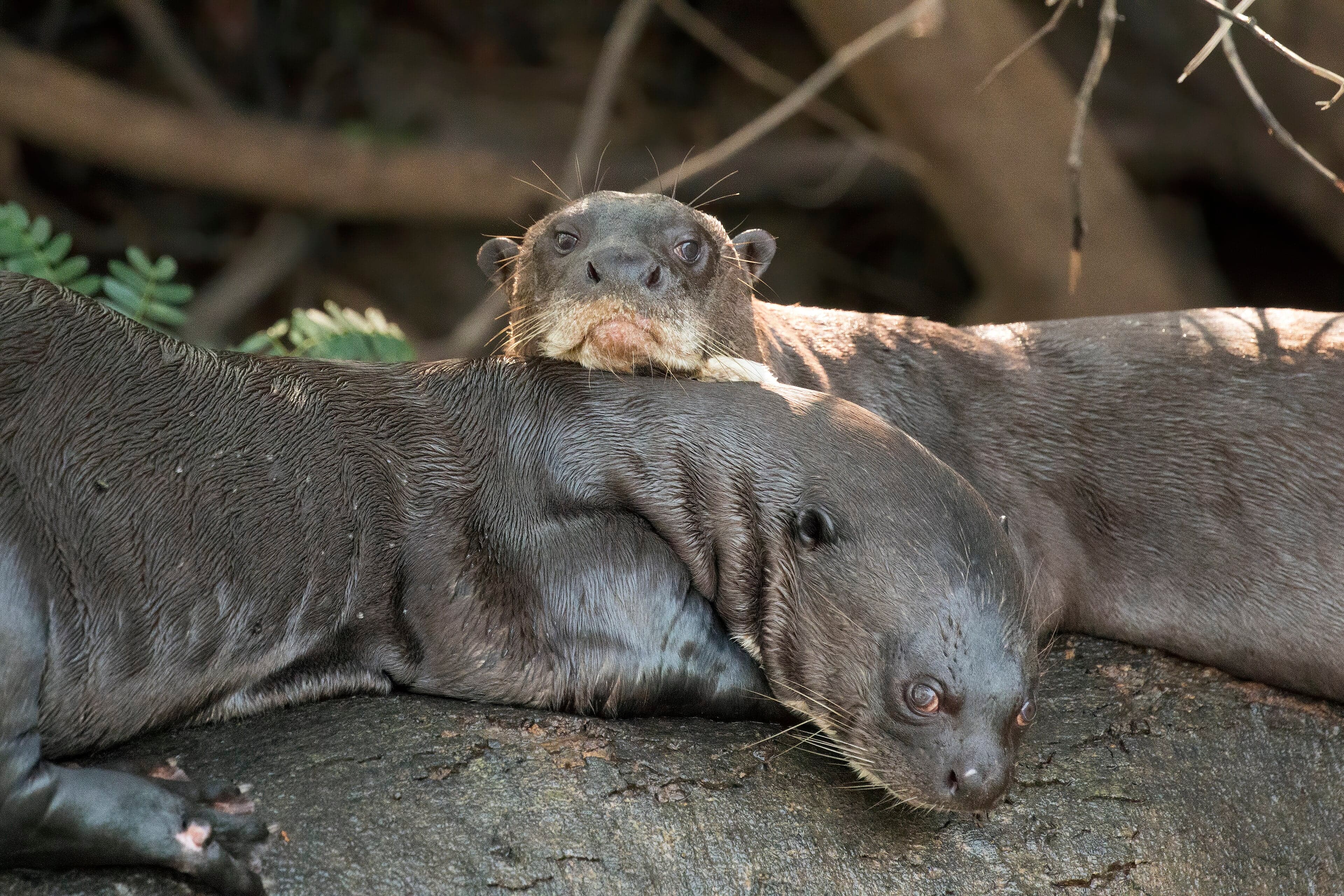 A family of giant otters swimming and playing in a South American river
