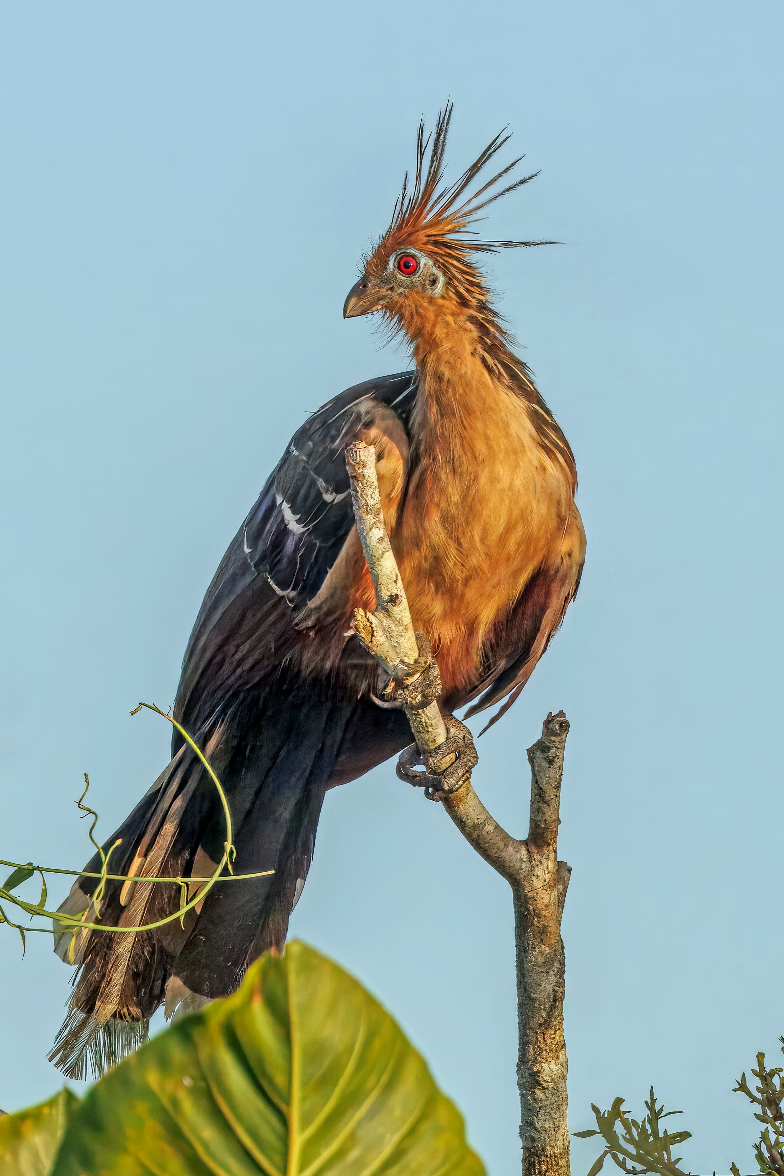 A hoatzin bird perched on a branch over a South American river, showing its spiky crest