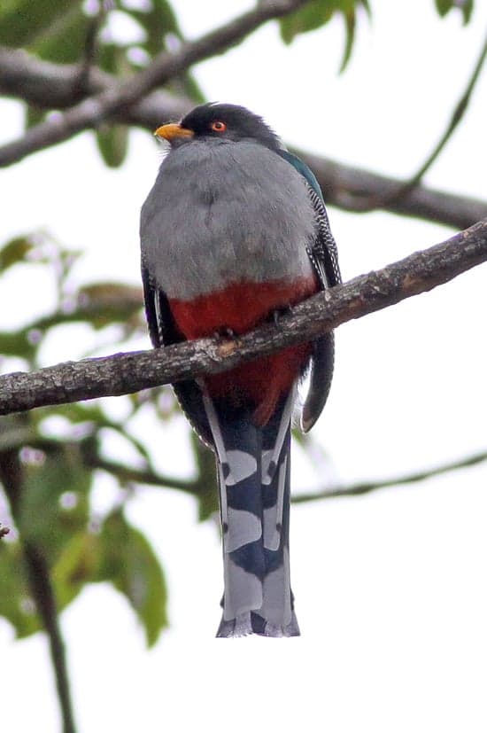 A Hispaniolan trogon perched on a branch, showing its vivid green and red plumage