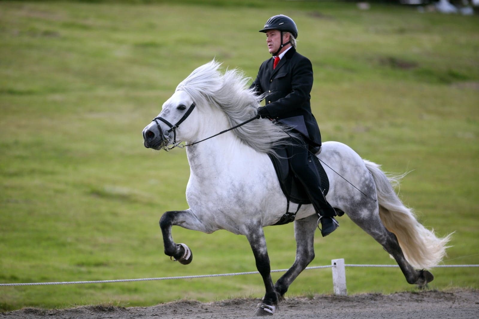 A friendly Icelandic horse with a long mane standing in an open Icelandic field