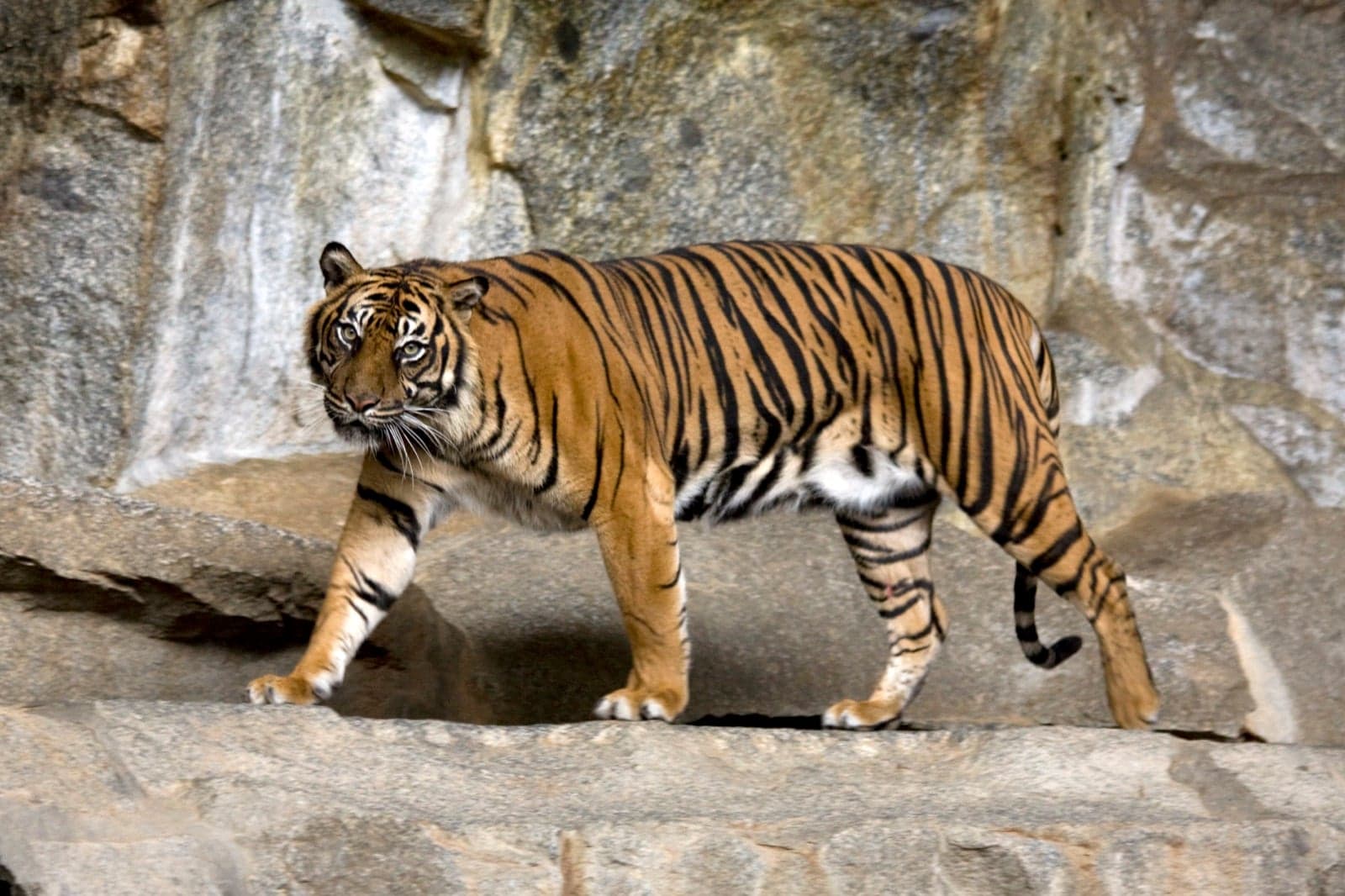 A Sumatran tiger walking across rocks, showing its black stripes on orange fur