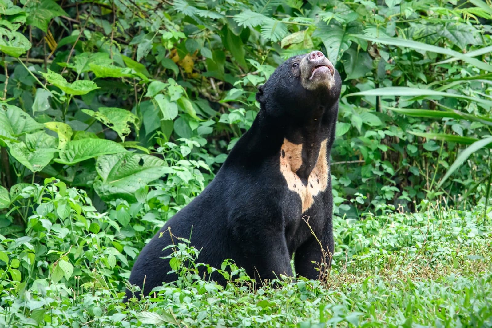 A black sun bear sitting up in green forest, showing the orange crescent shape on its chest