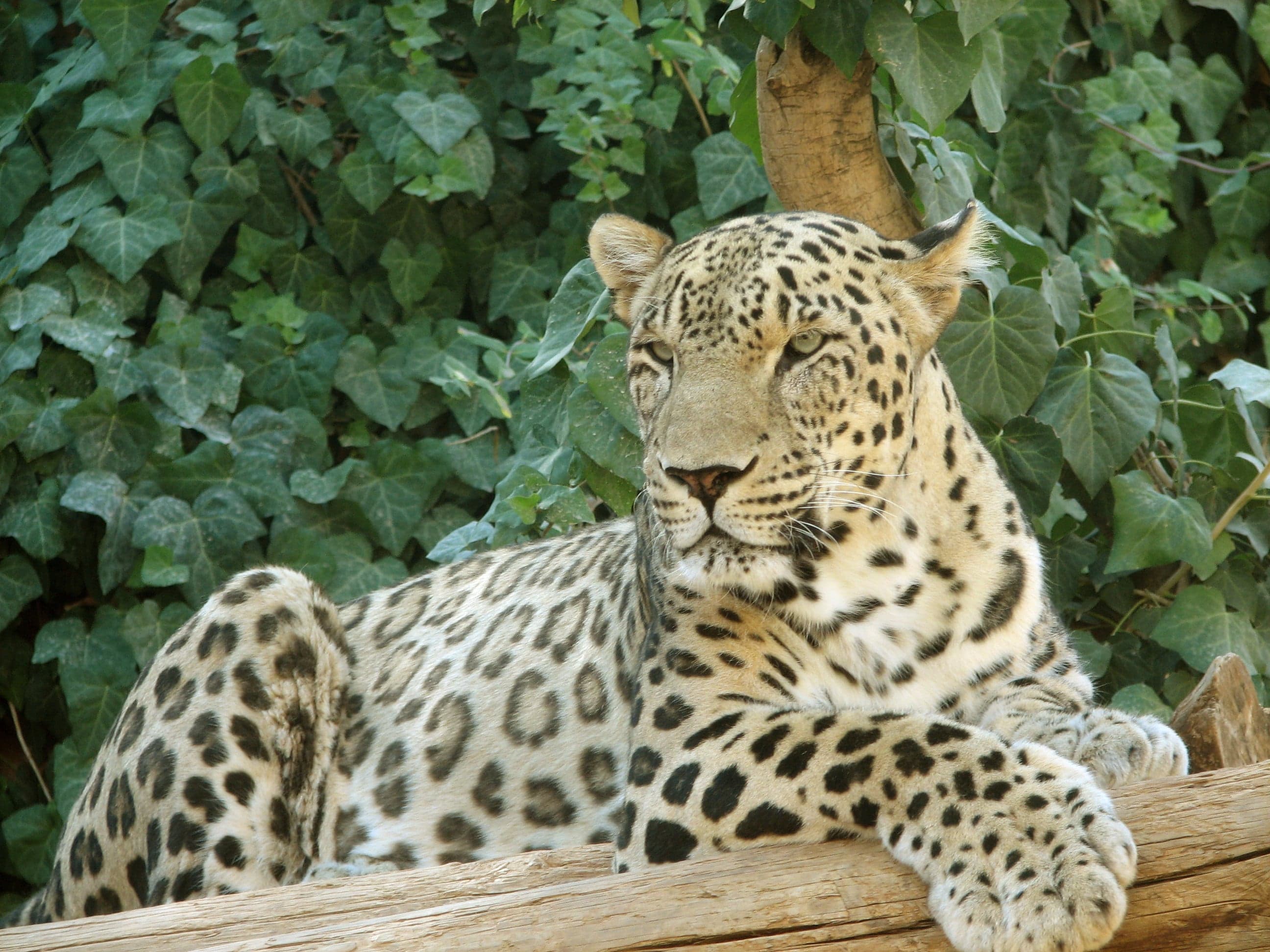 A Persian leopard with its beautiful spotted coat resting on a rocky outcrop