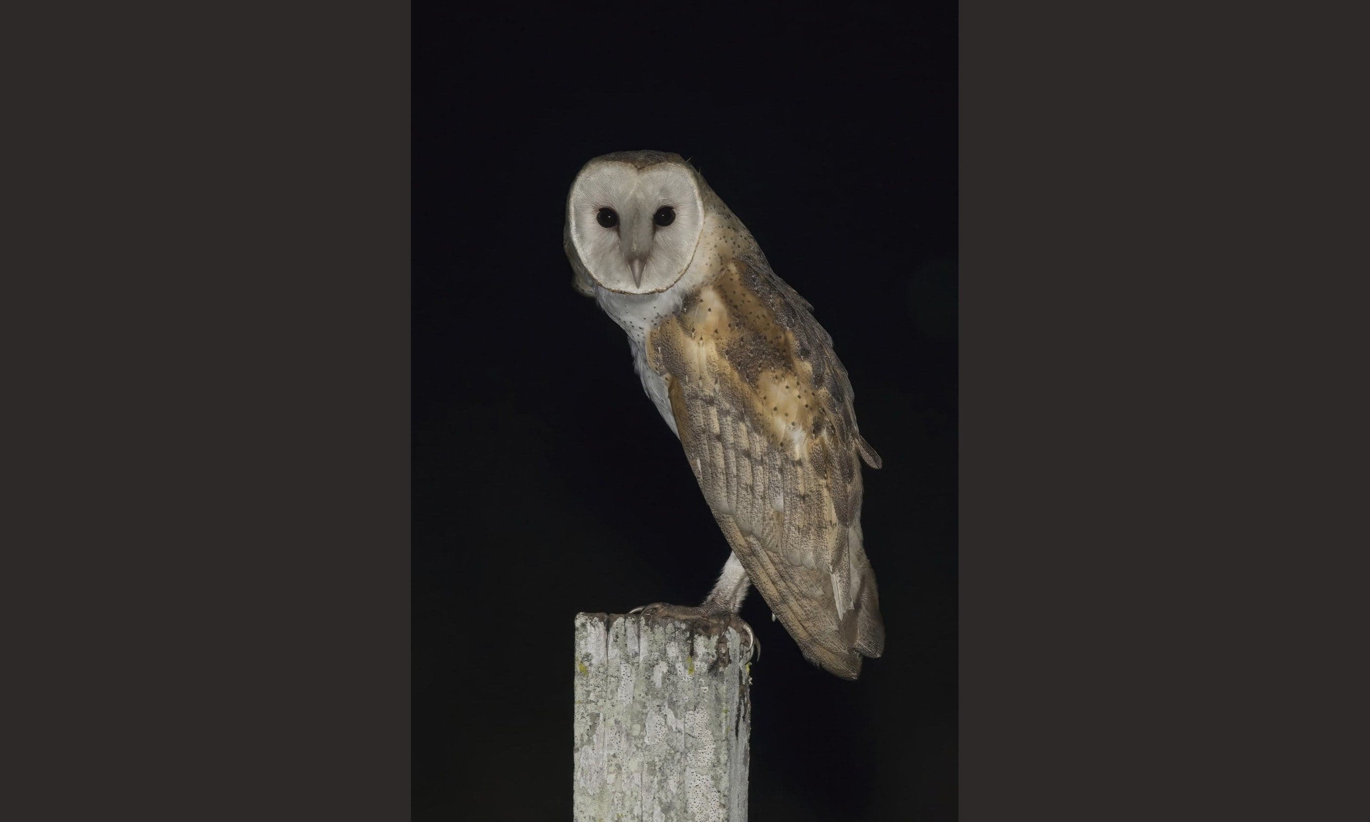 A pale barn owl in flight at dusk