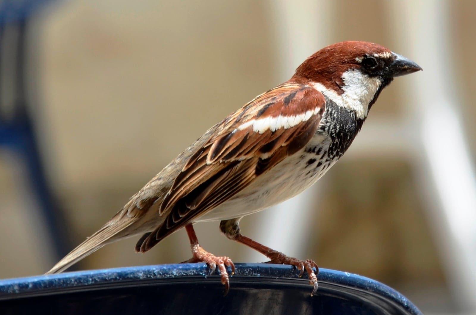 A close-up of an Italian sparrow with a chestnut-brown head