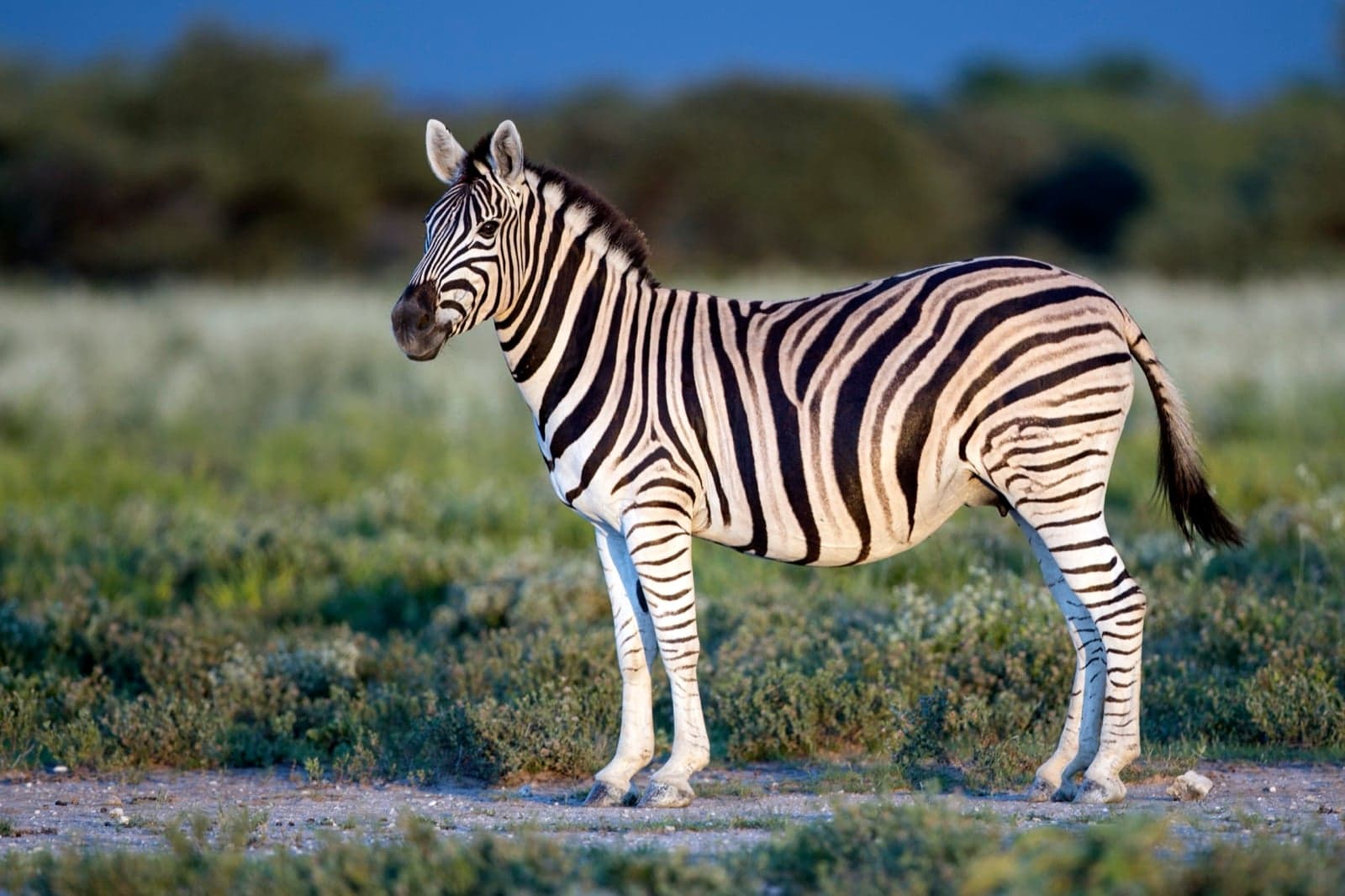 A plains zebra standing on the savannah grassland
