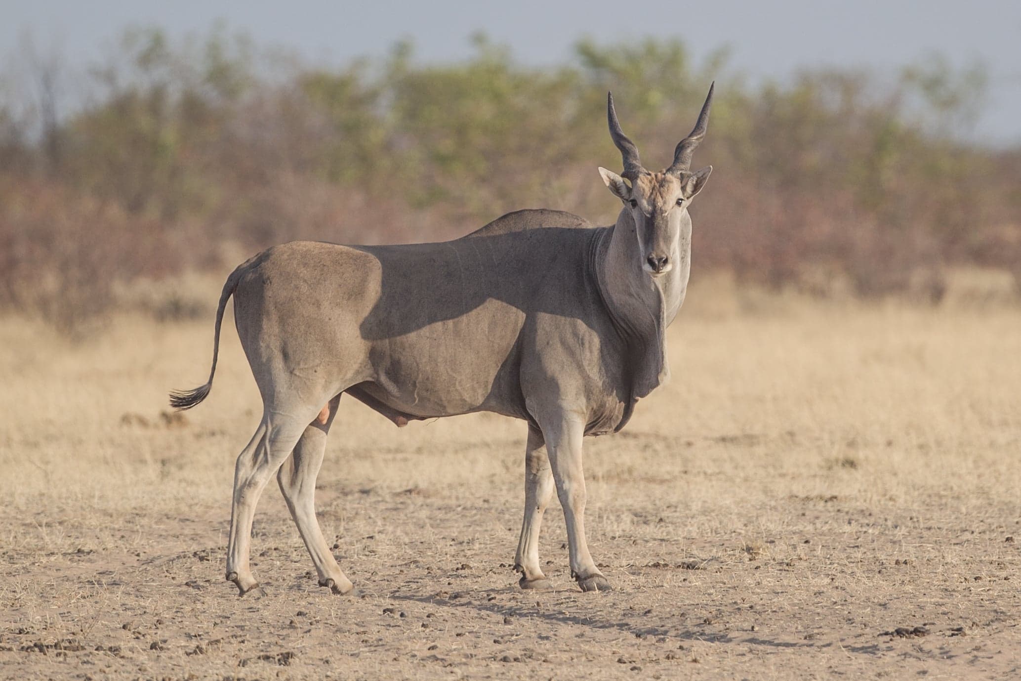 A large tawny eland antelope standing in open highland grassland