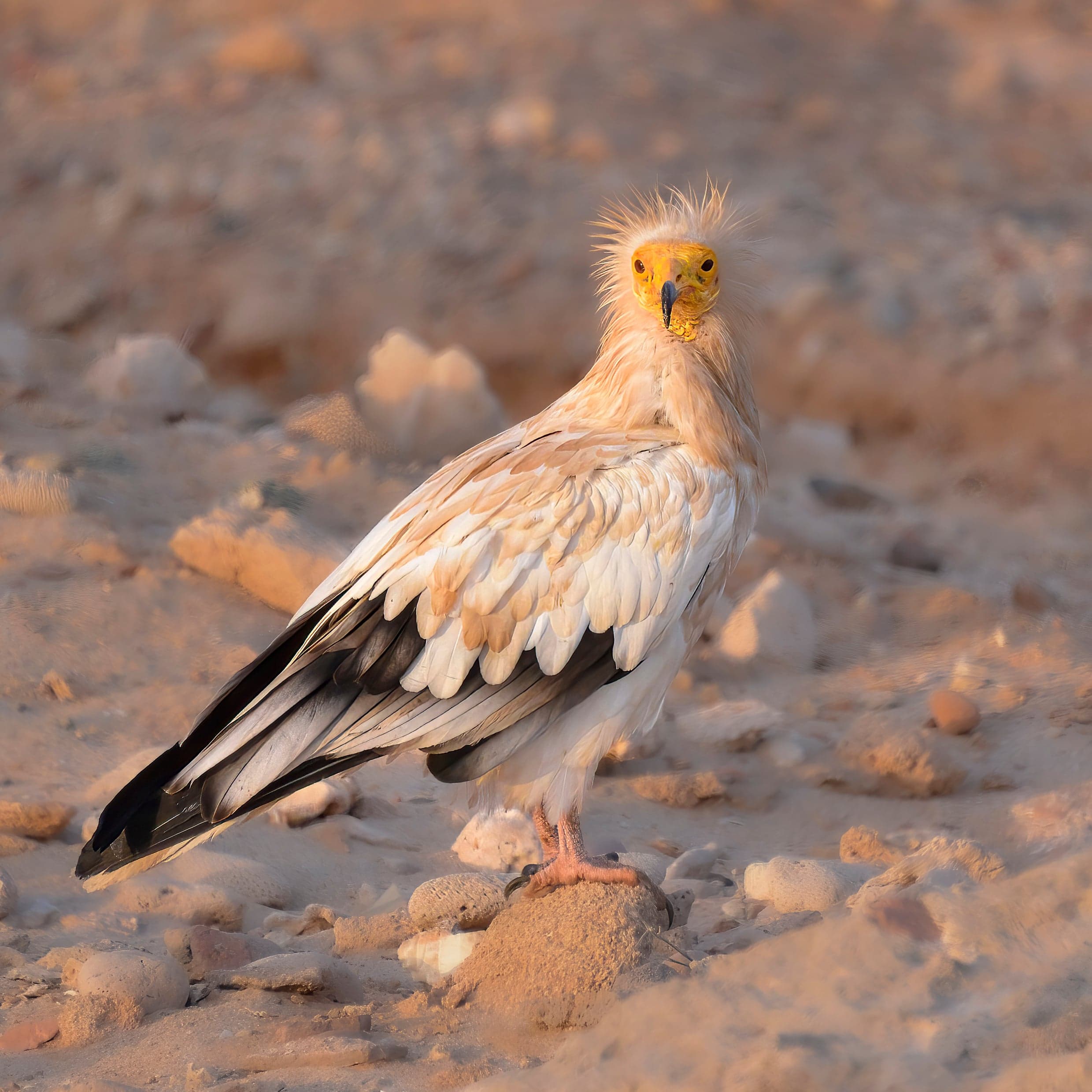An Egyptian vulture with white and black feathers and a yellow face perched on a rock