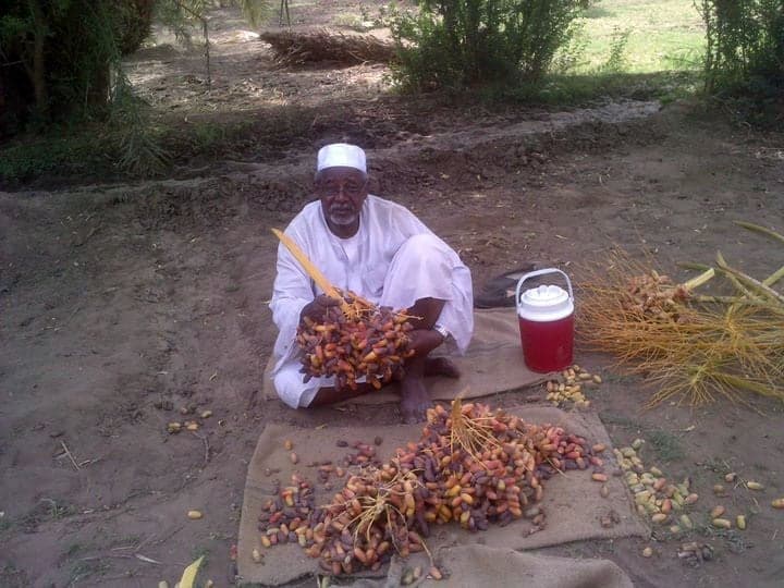 Clusters of golden-brown dates hanging from palm trees above traditional rooftops in Ghadames