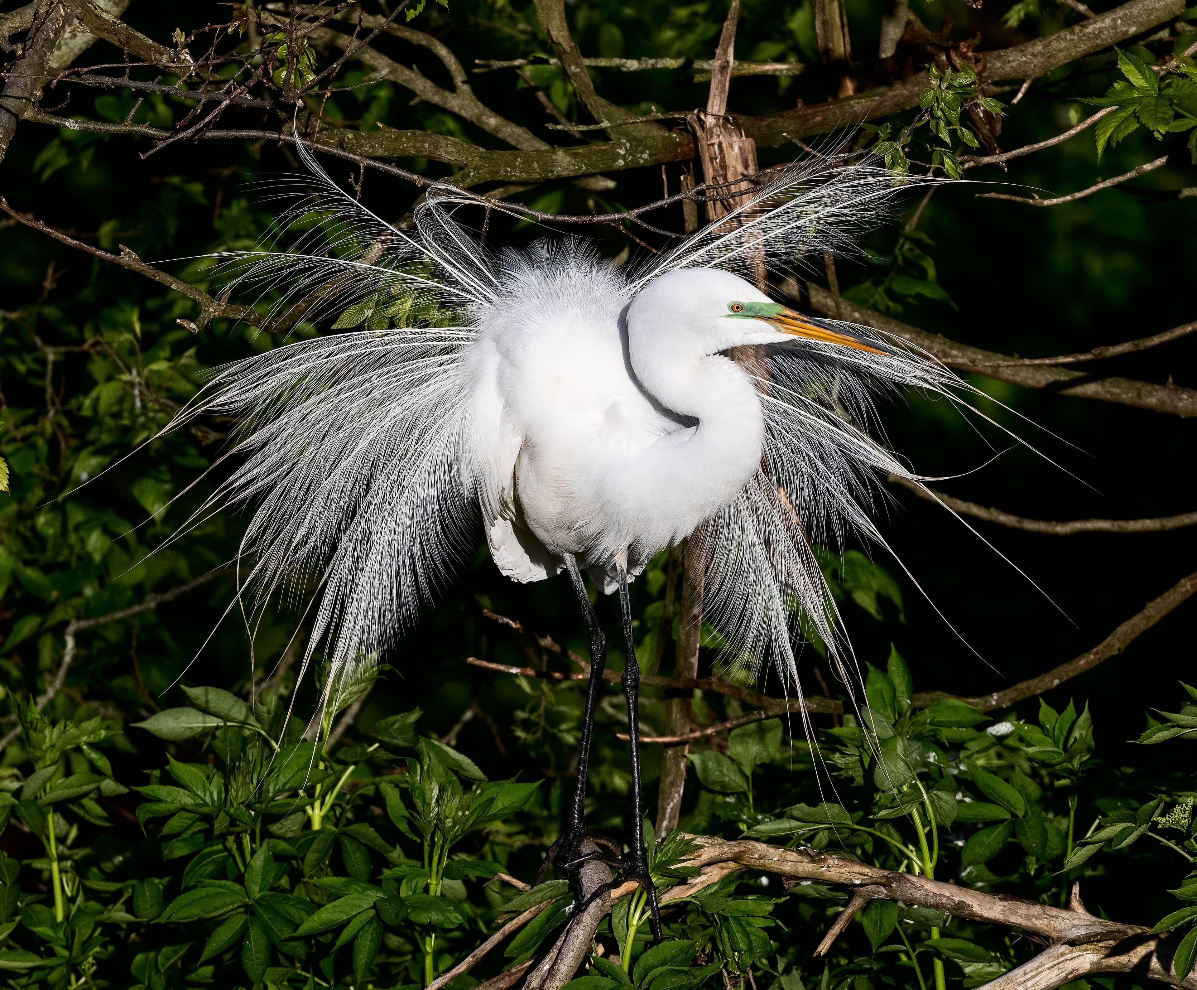 A tall white great egret standing in shallow water with its long neck and yellow beak