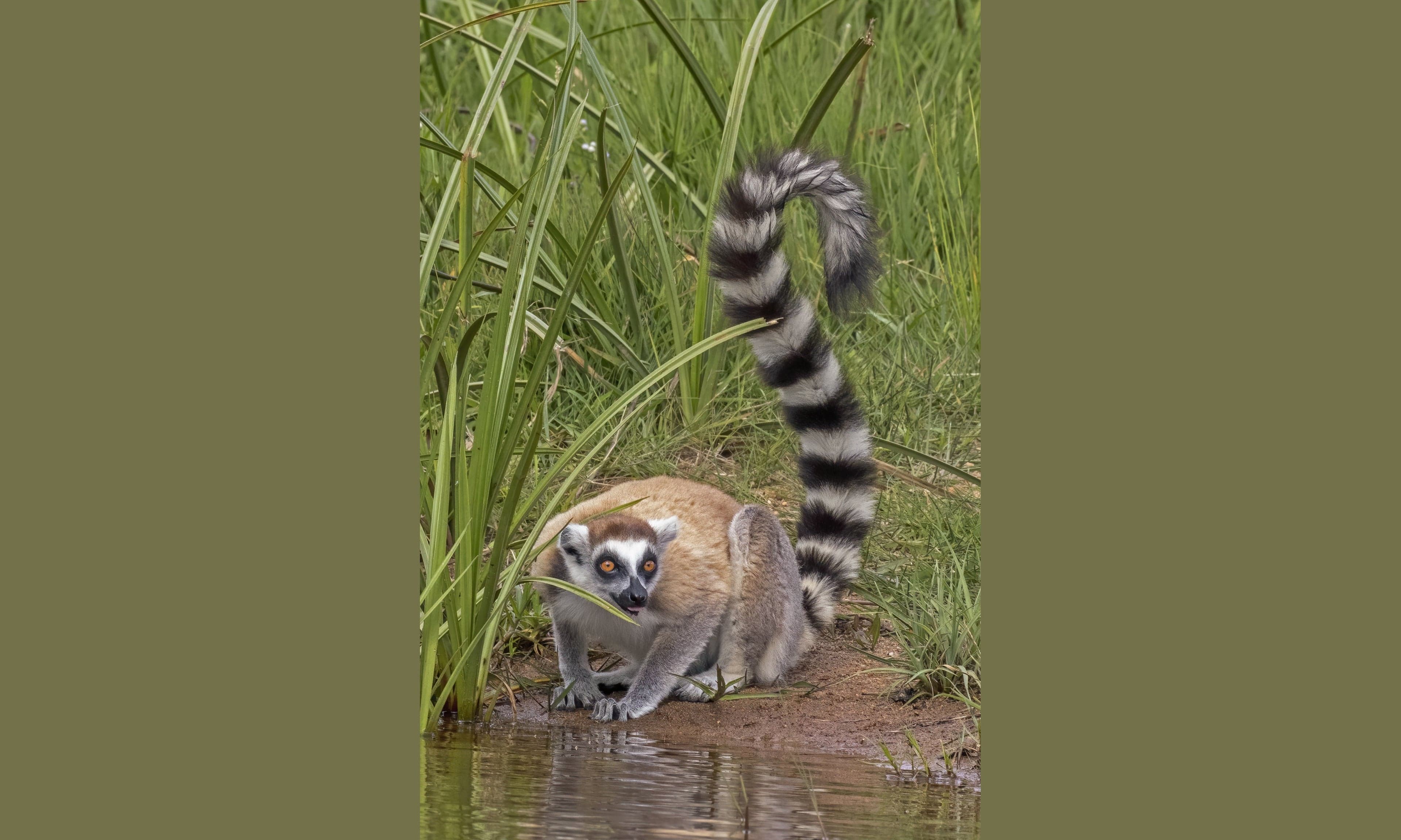 A ring-tailed lemur with its long black-and-white striped tail looped over its back