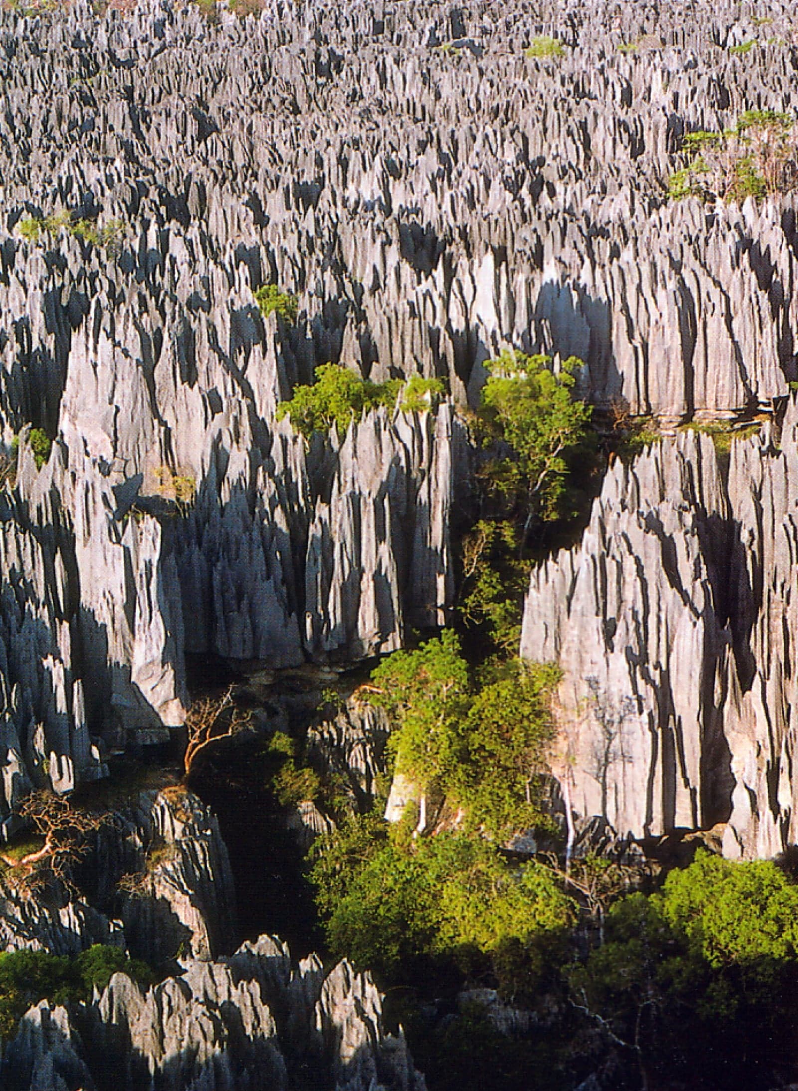 Tall, sharp grey limestone spires rising in a maze-like 'stone forest' in Madagascar
