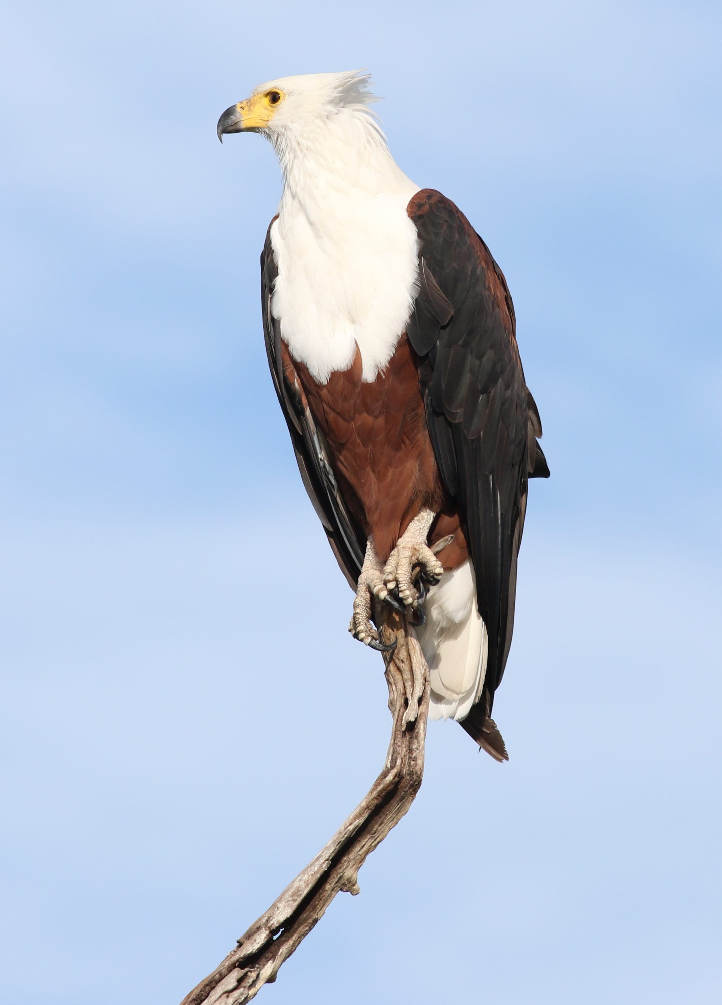 An African fish eagle perched on a branch above Lake Malawi, its white head gleaming in the sun