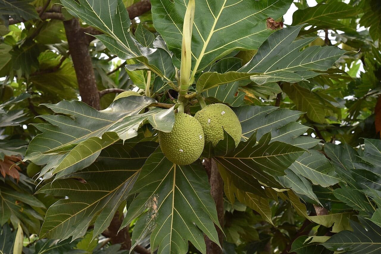 Large round green breadfruit hanging from a tree with big tropical leaves