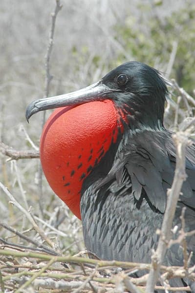 A male frigatebird perched in a tree with its bright red throat pouch inflated like a balloon